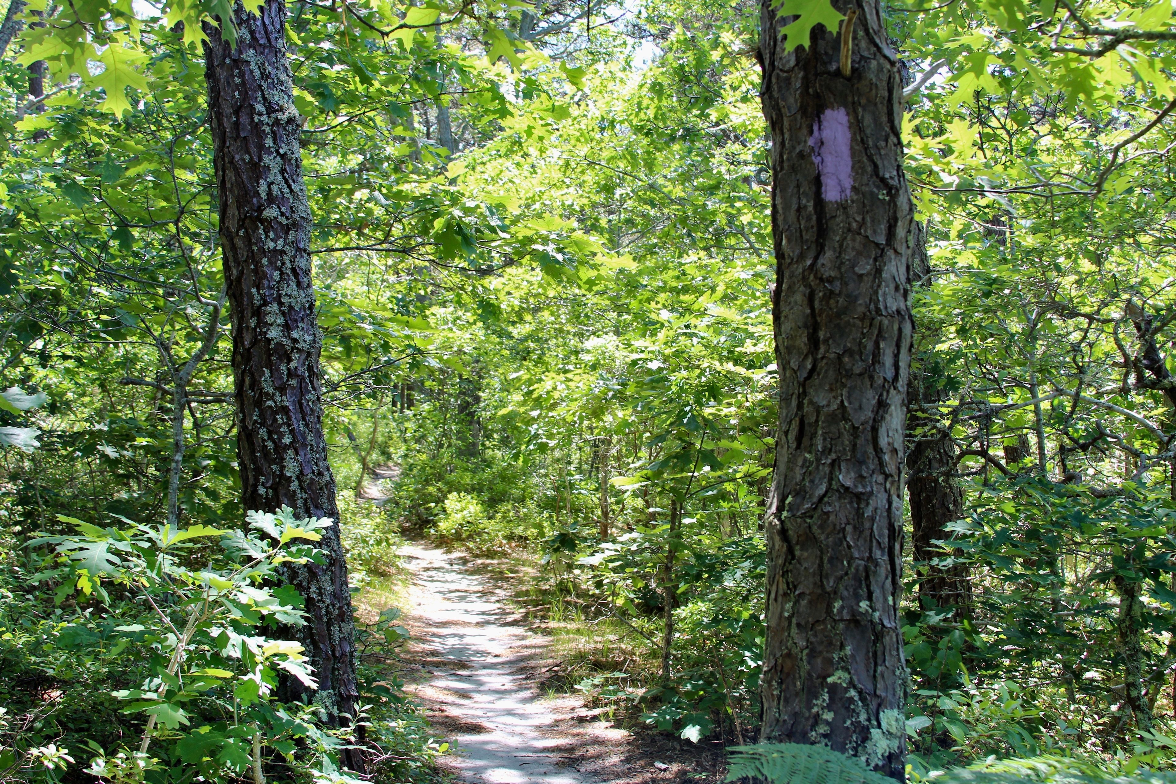 sandy trail