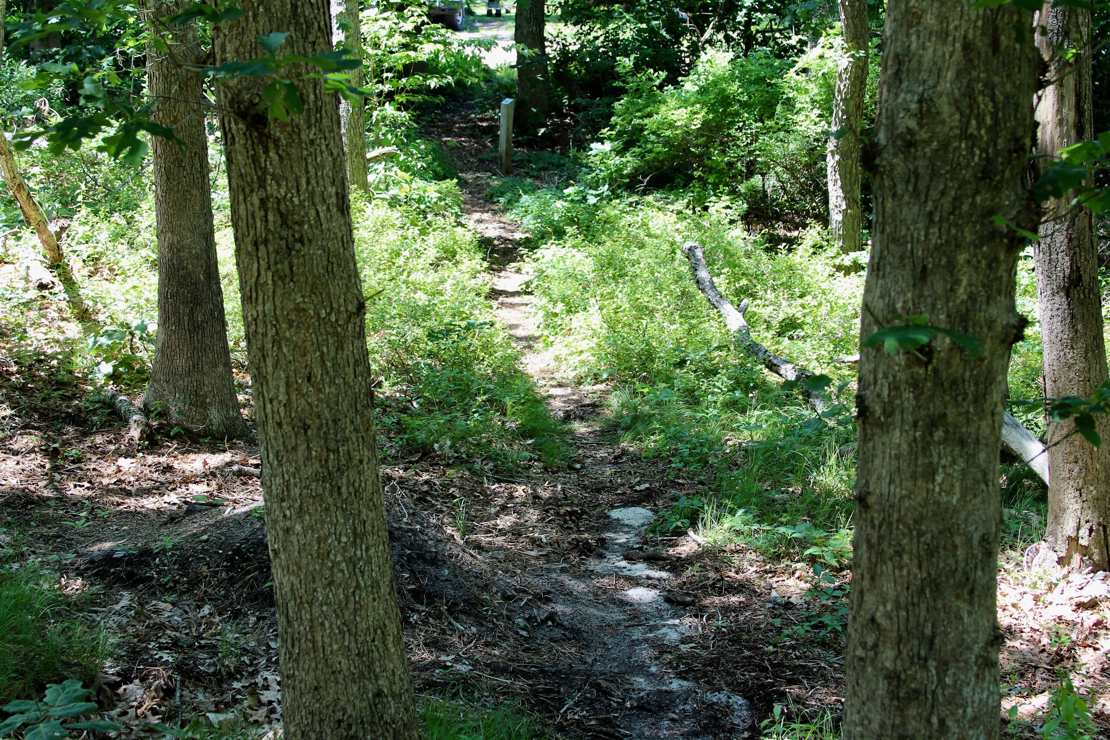 woods path