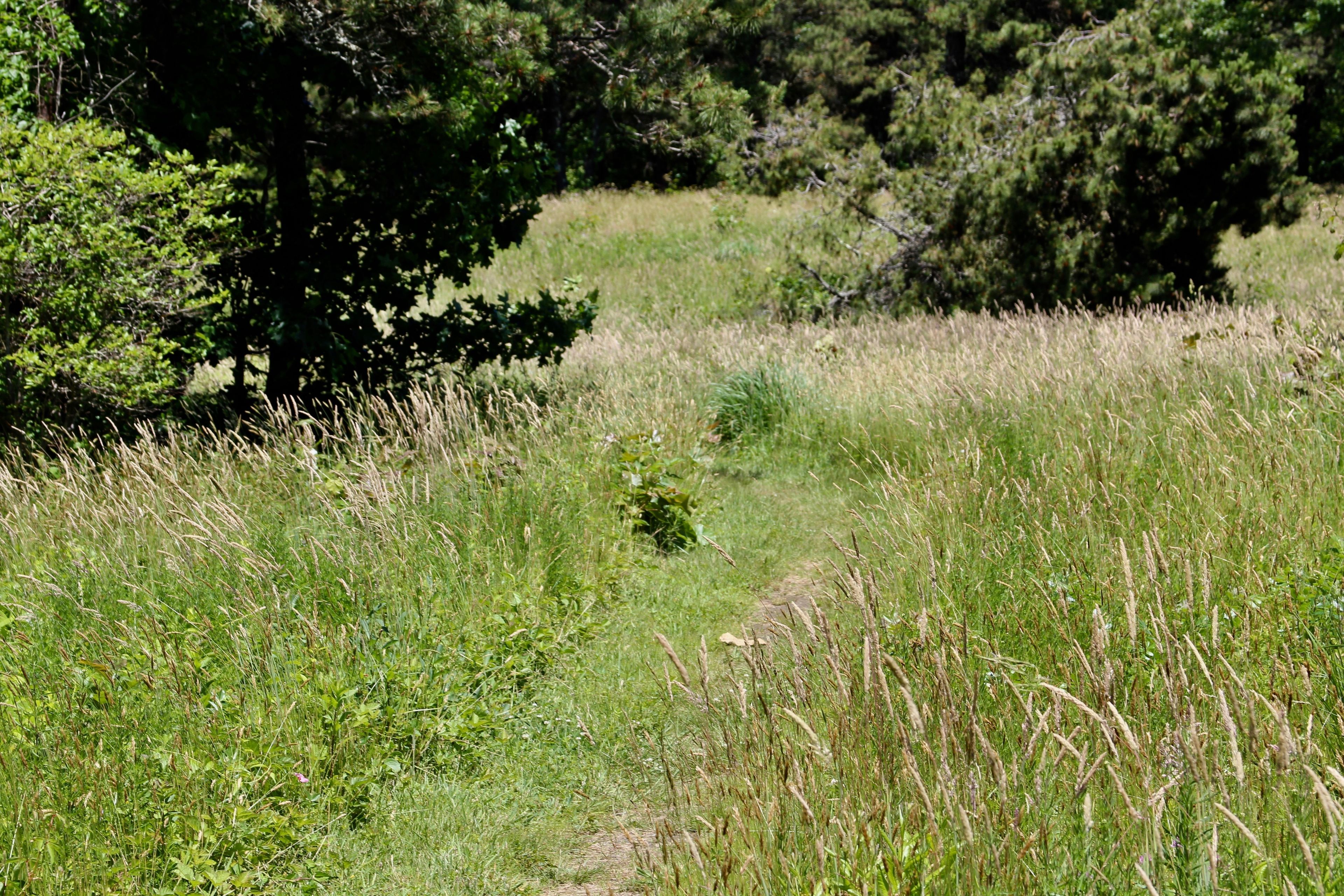 grassy path