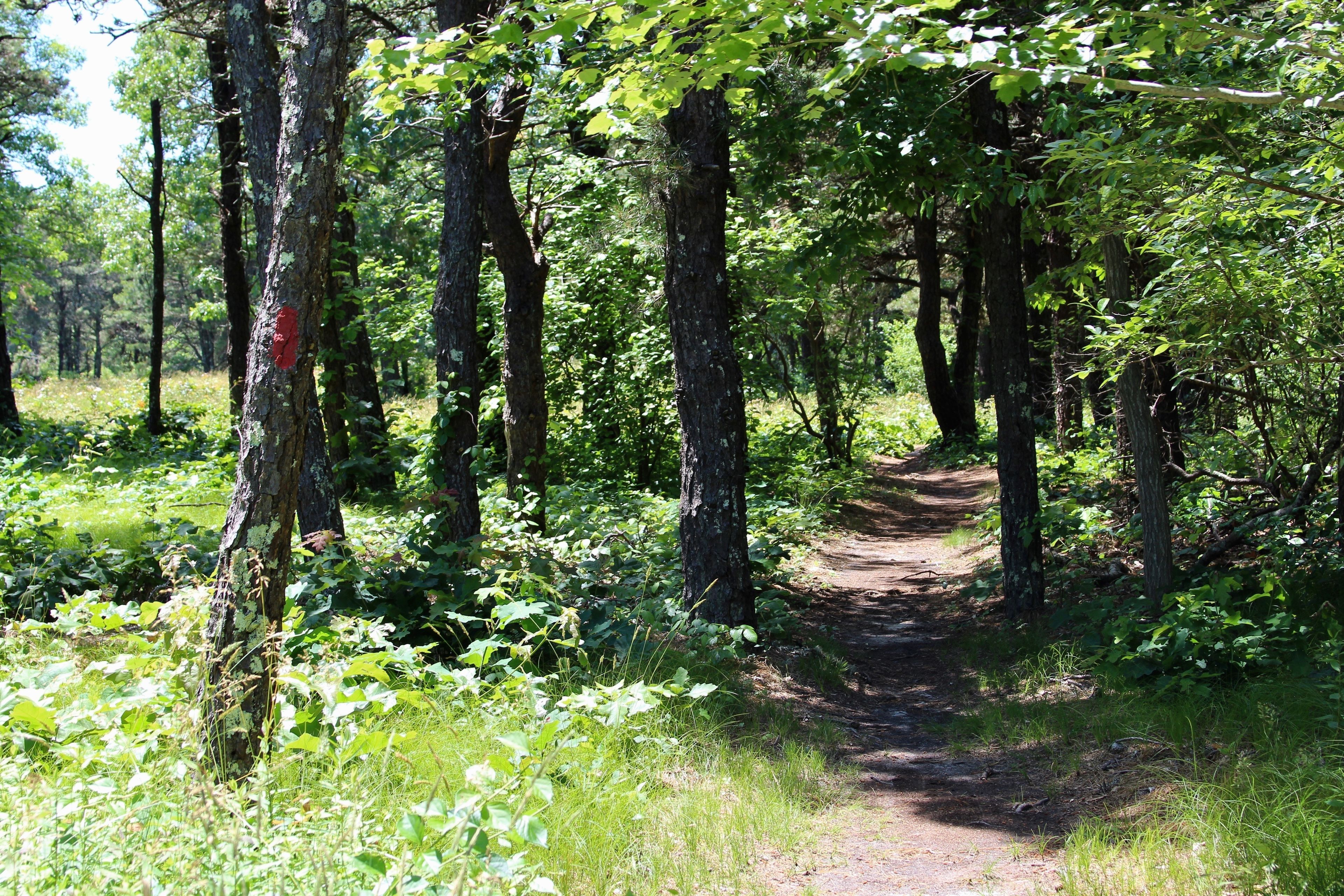 through the pines