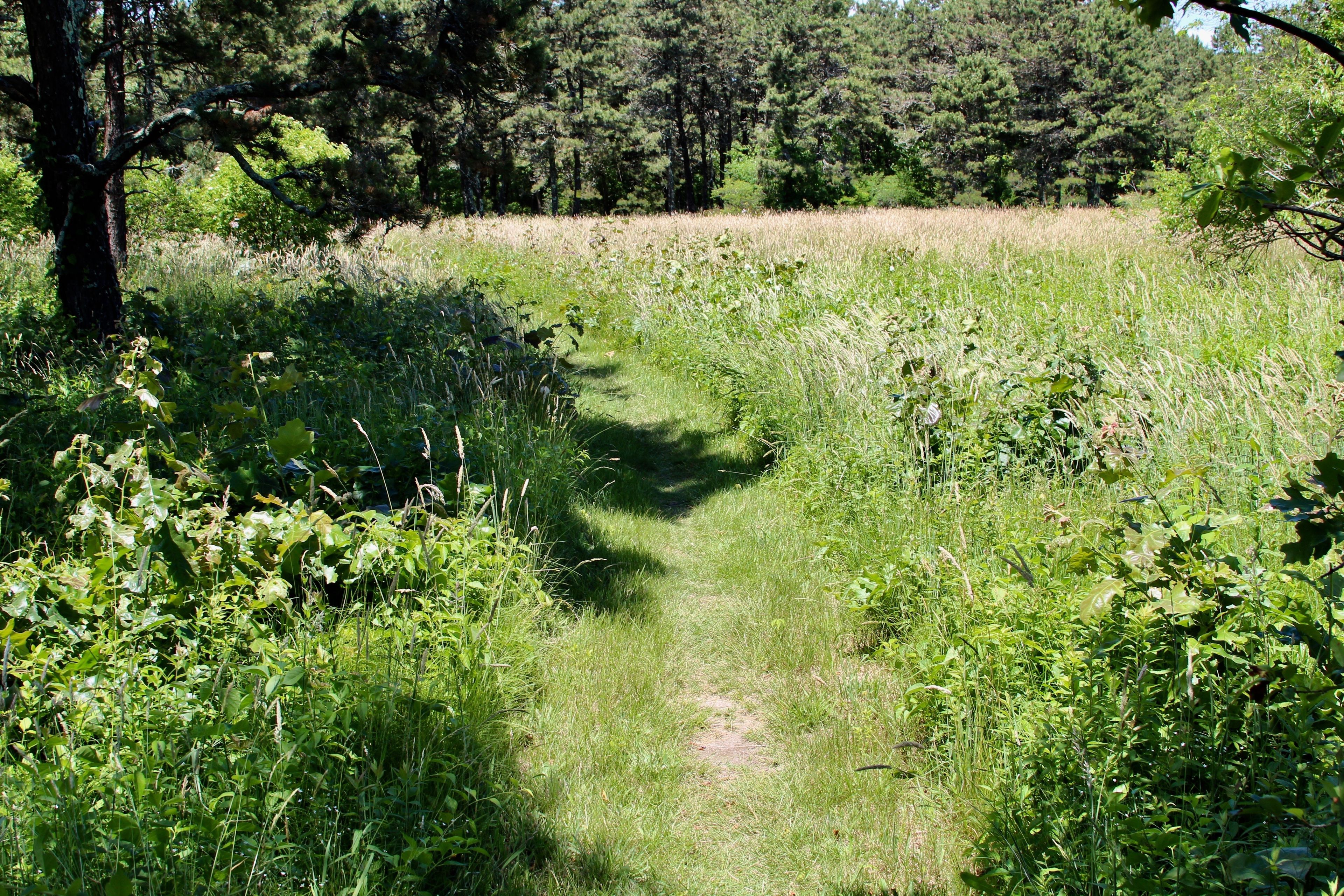 grassy path