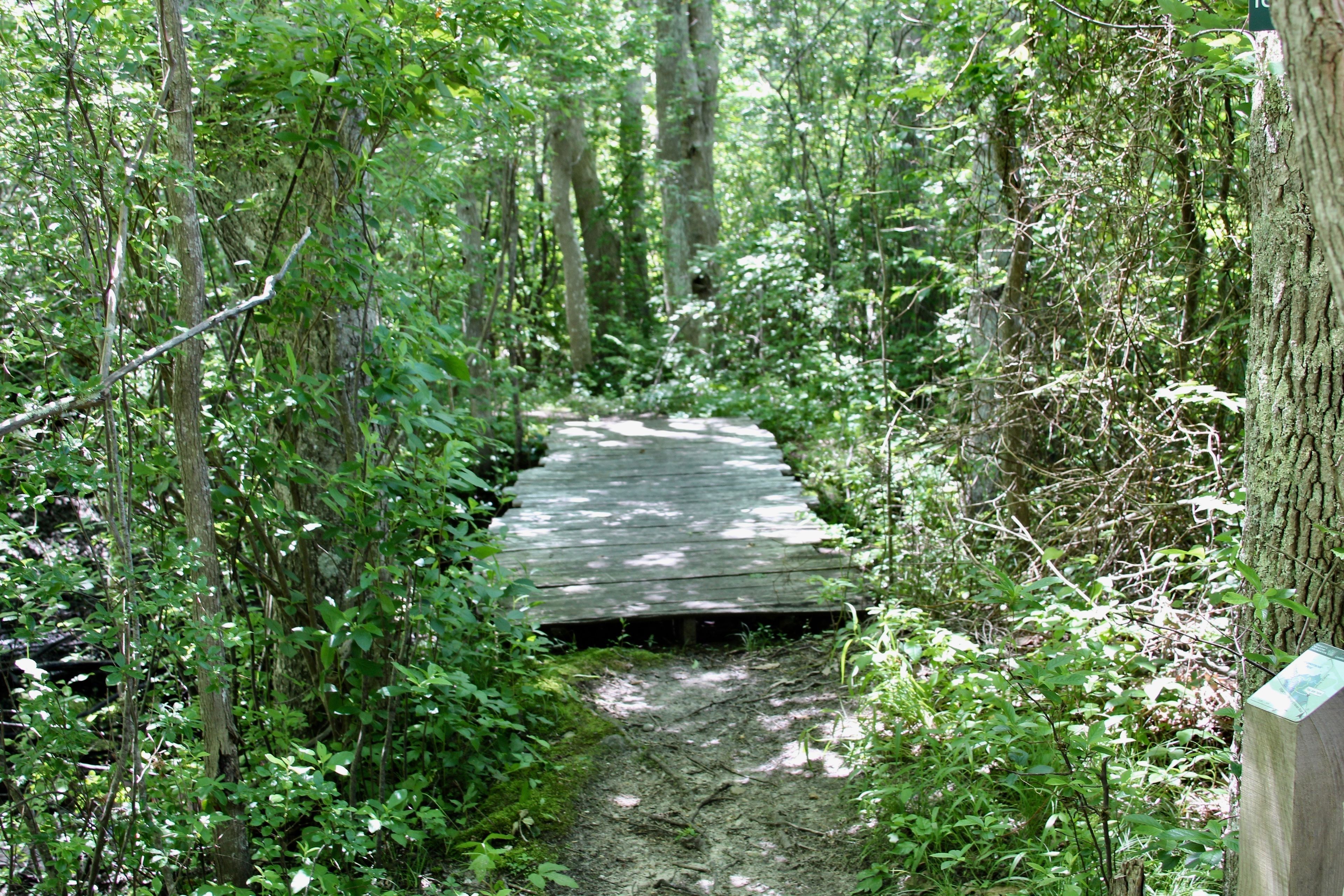 bridge over stream