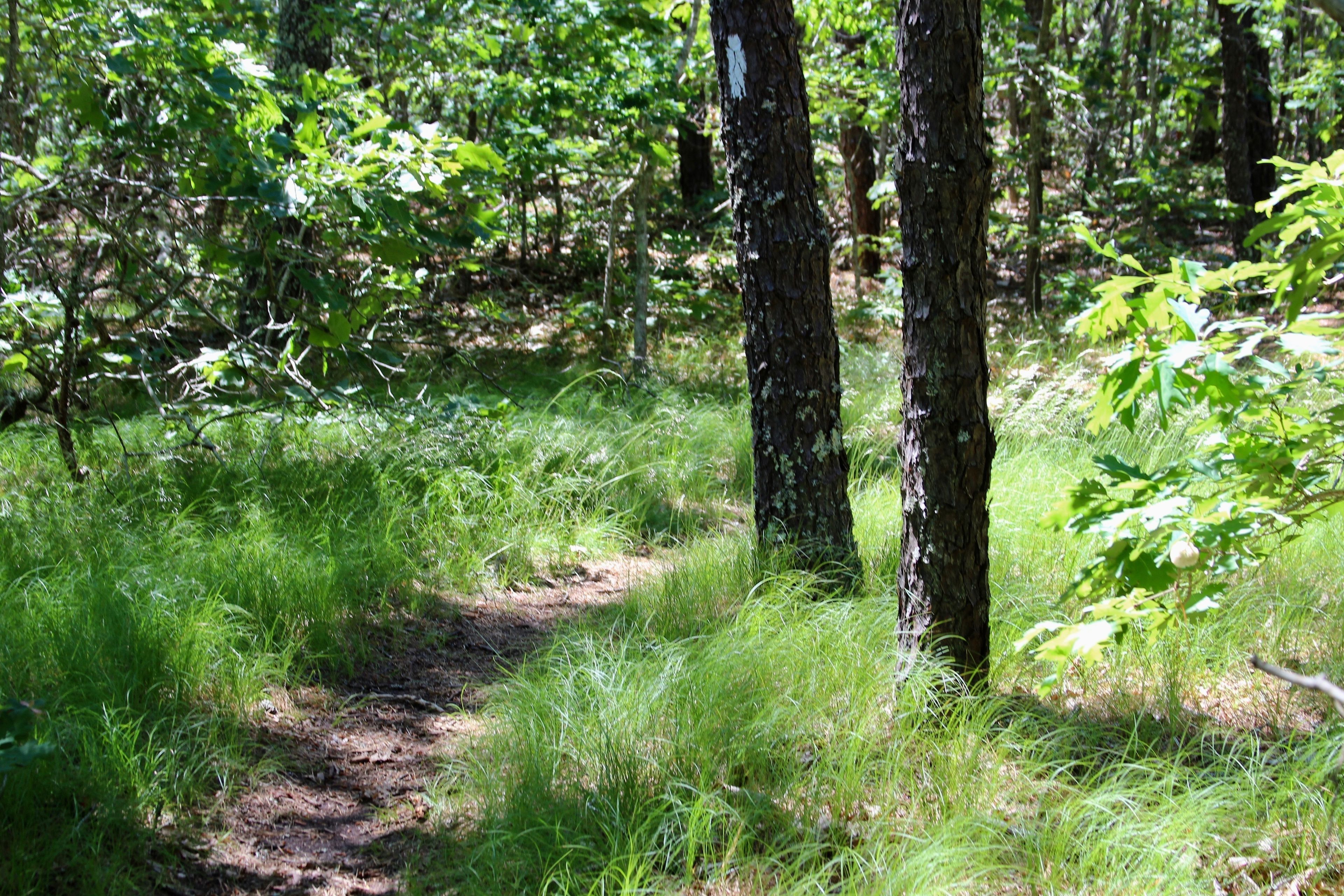 grassy path