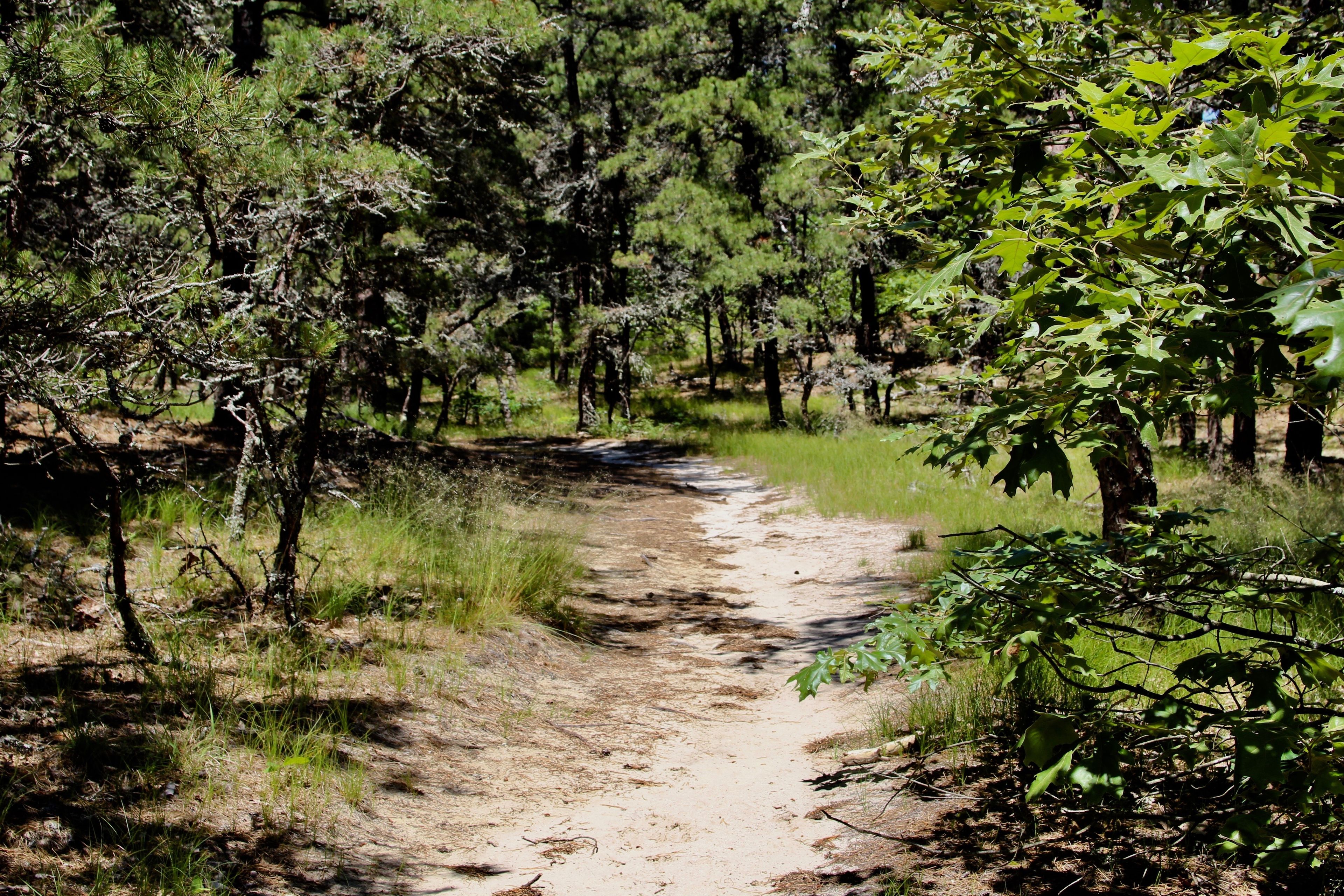 sandy trail