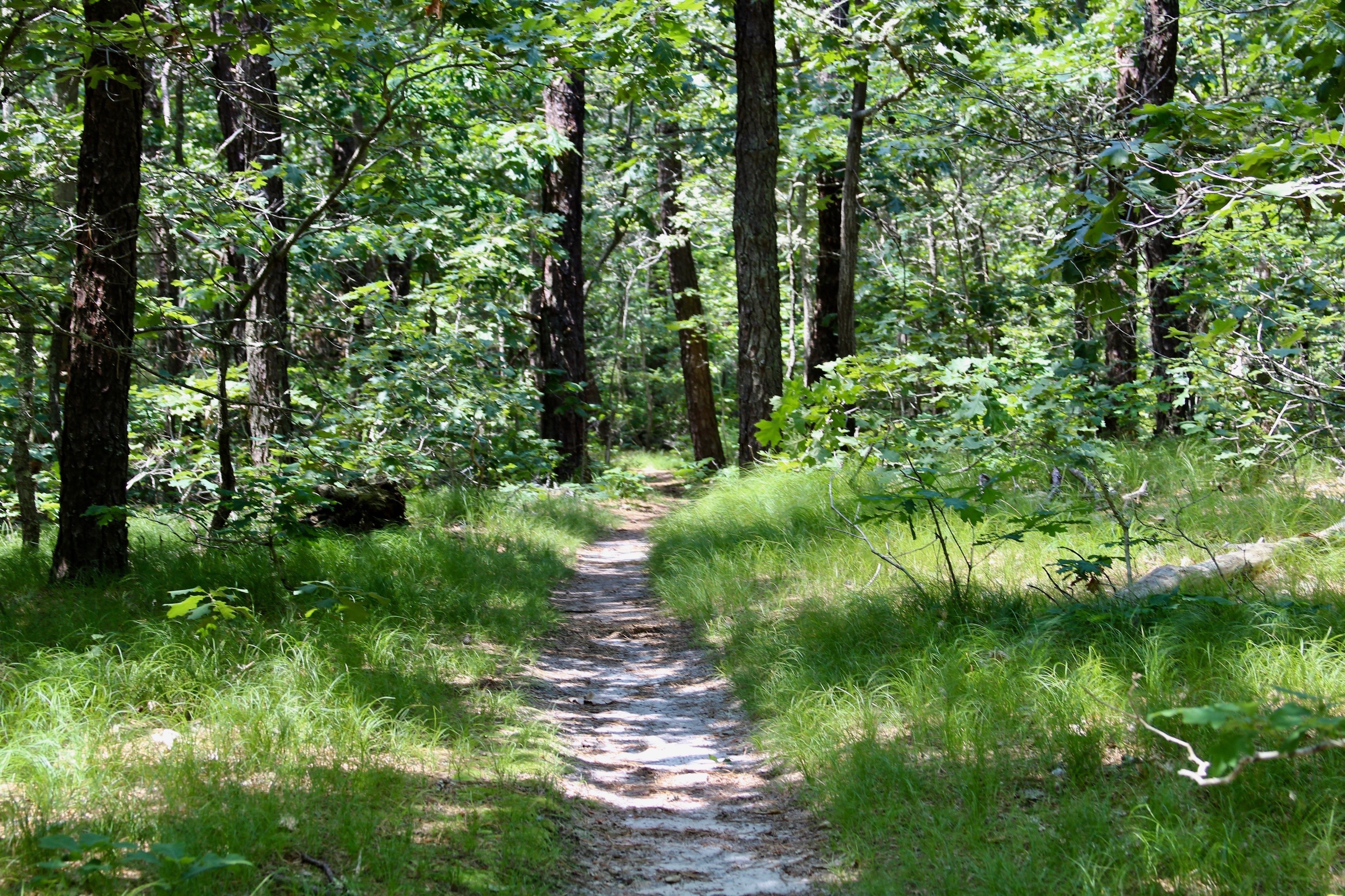 sandy trail