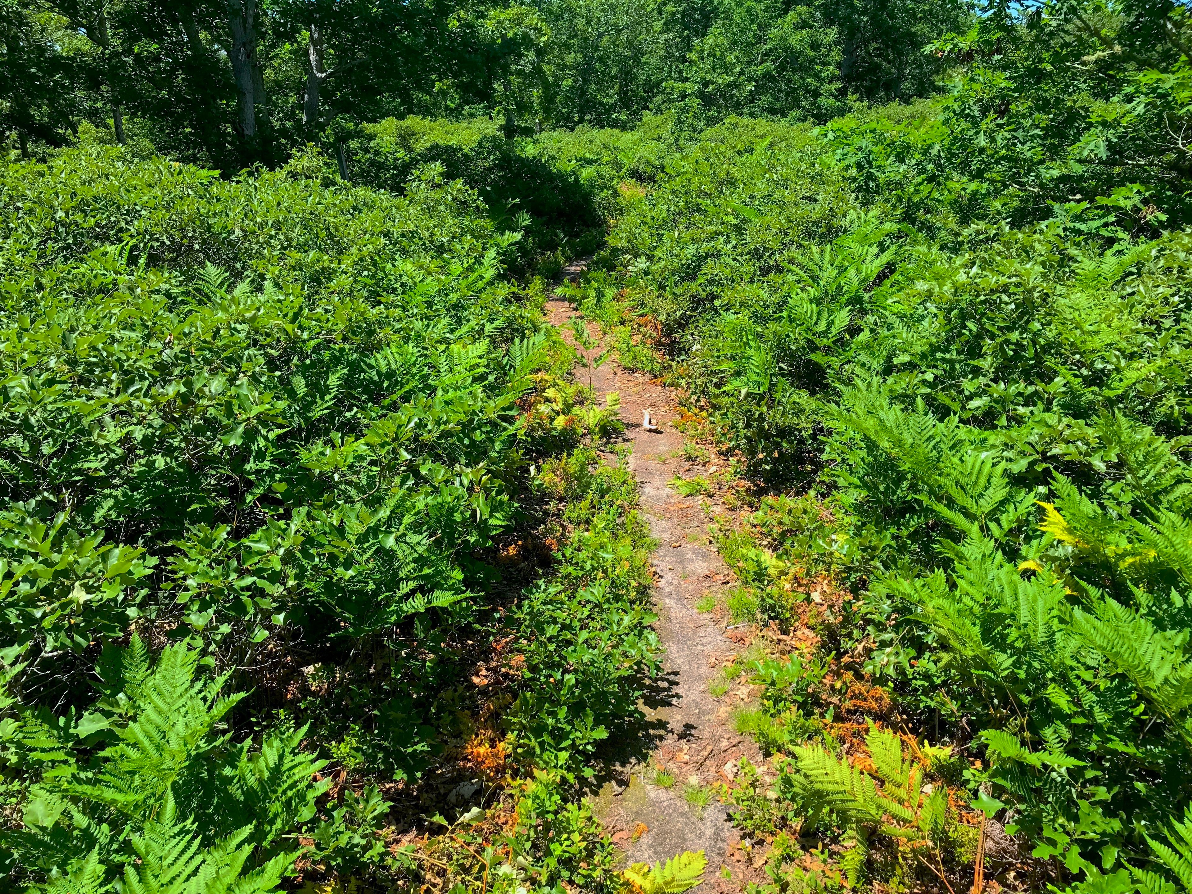 Fire Loop trail