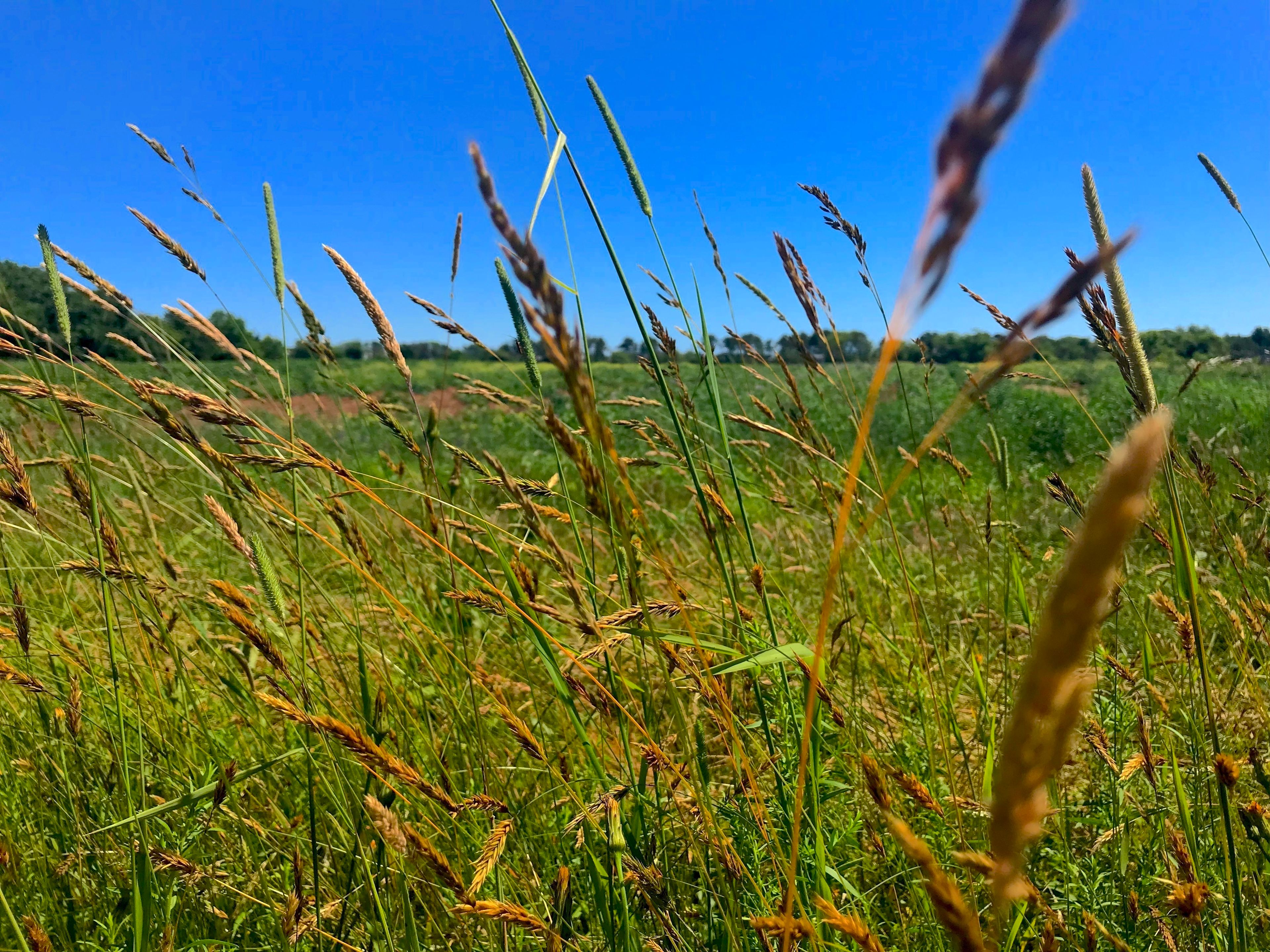 field view