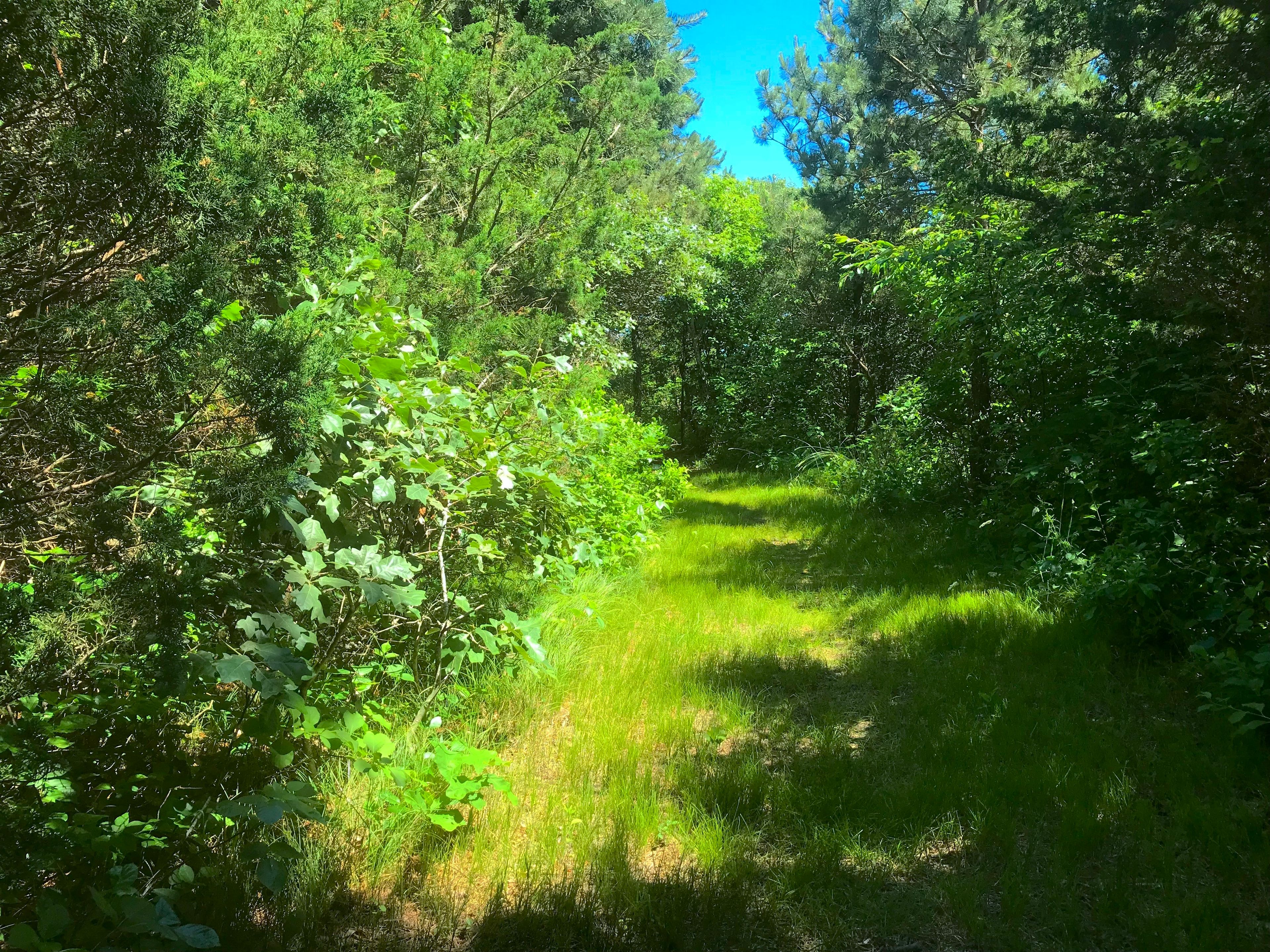 Grassy trail, very easy and on a hot day very cool.