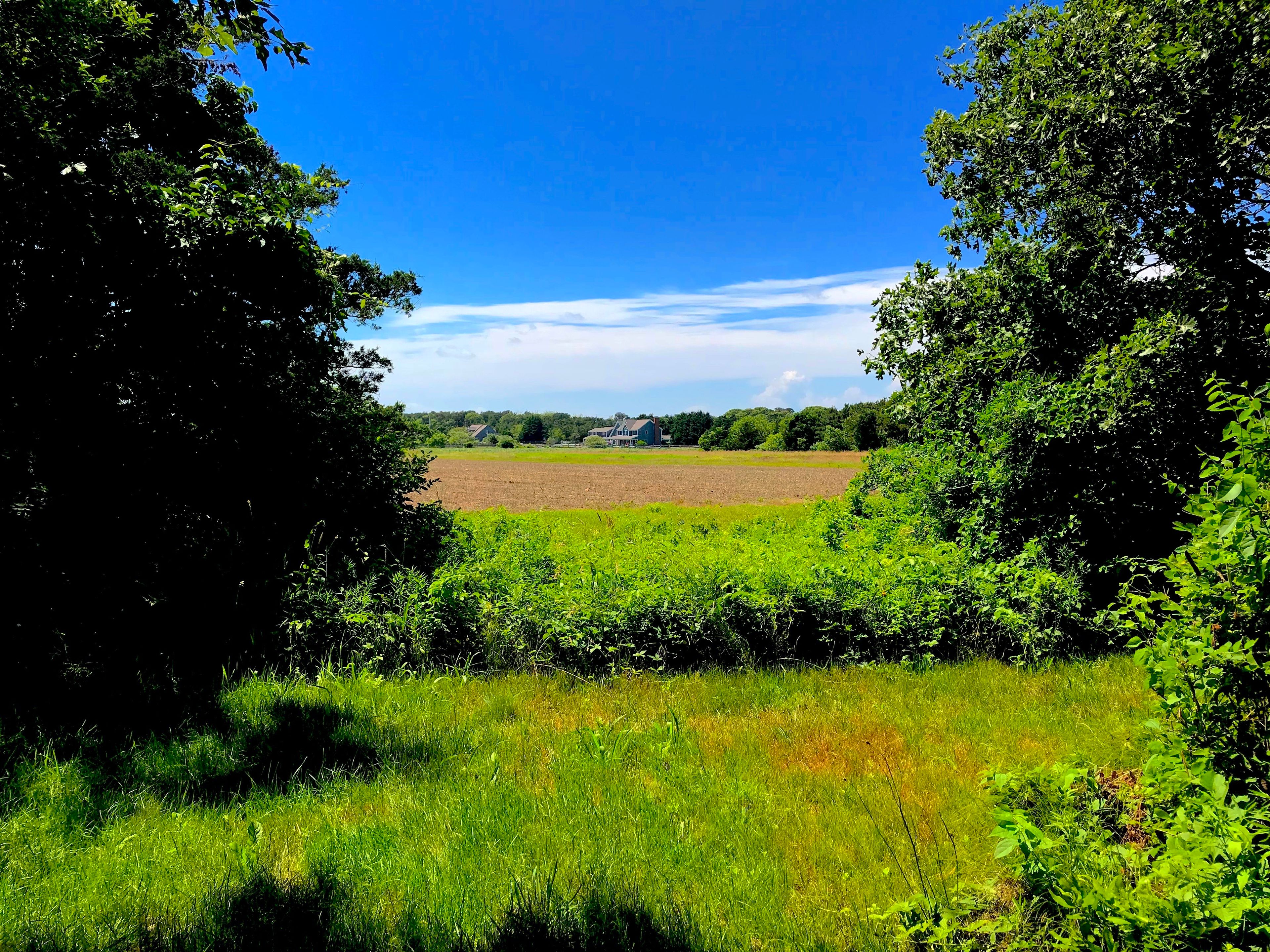 Sunny section of the shaded section of the trail