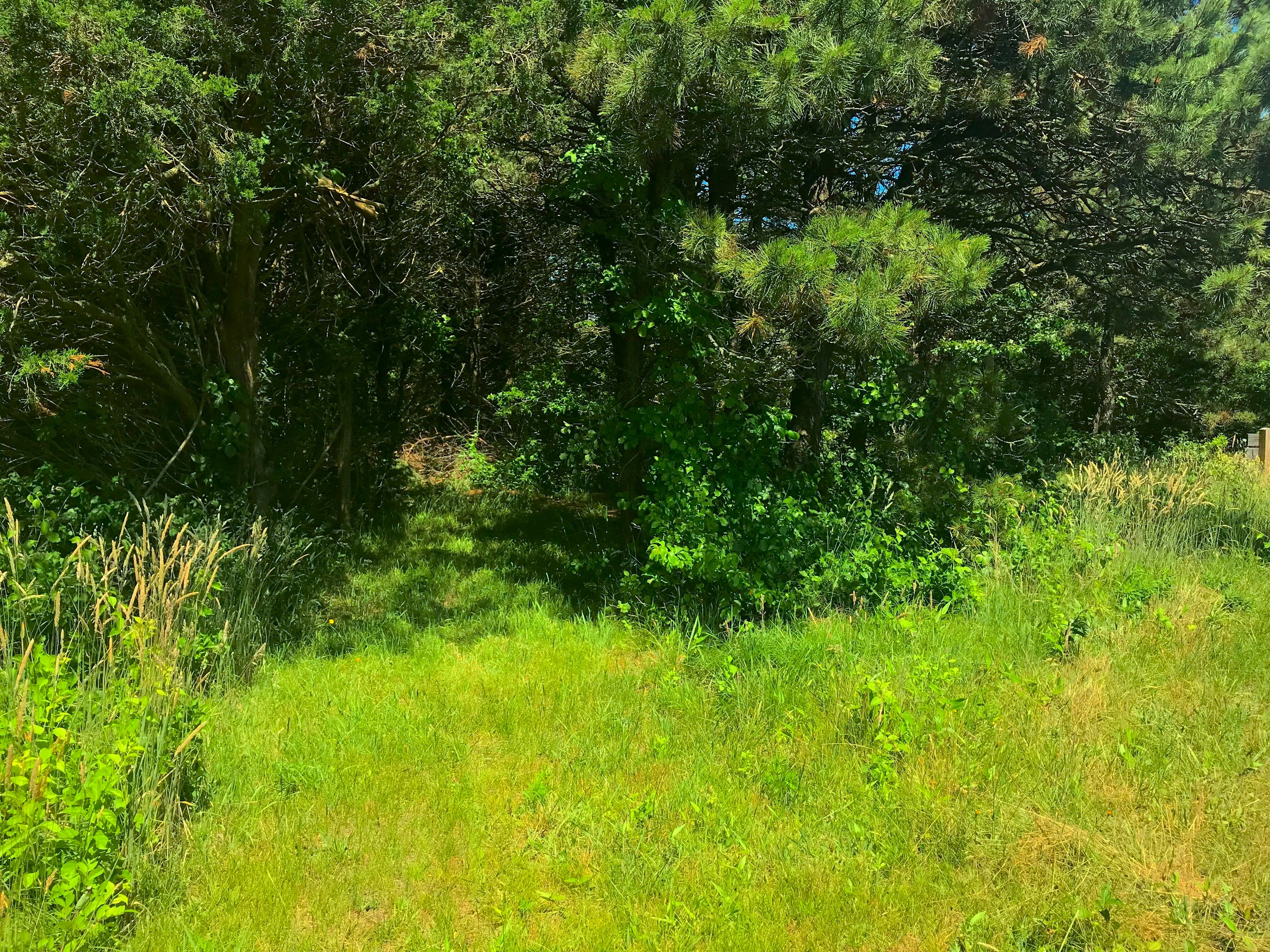 First fully shaded section of the trail, lovely cool off from the otherwise beautiful open fields.