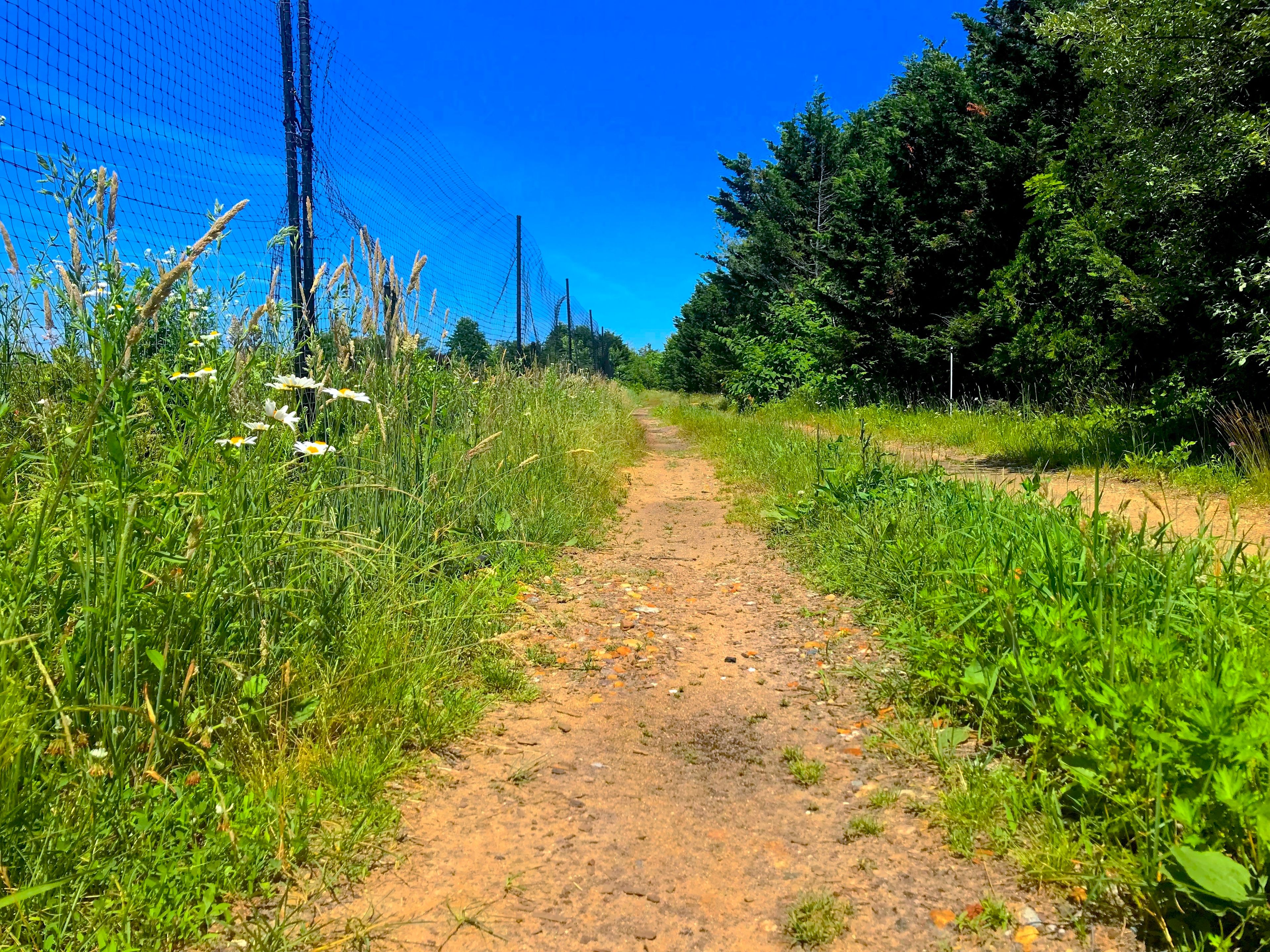 Dirt road trail