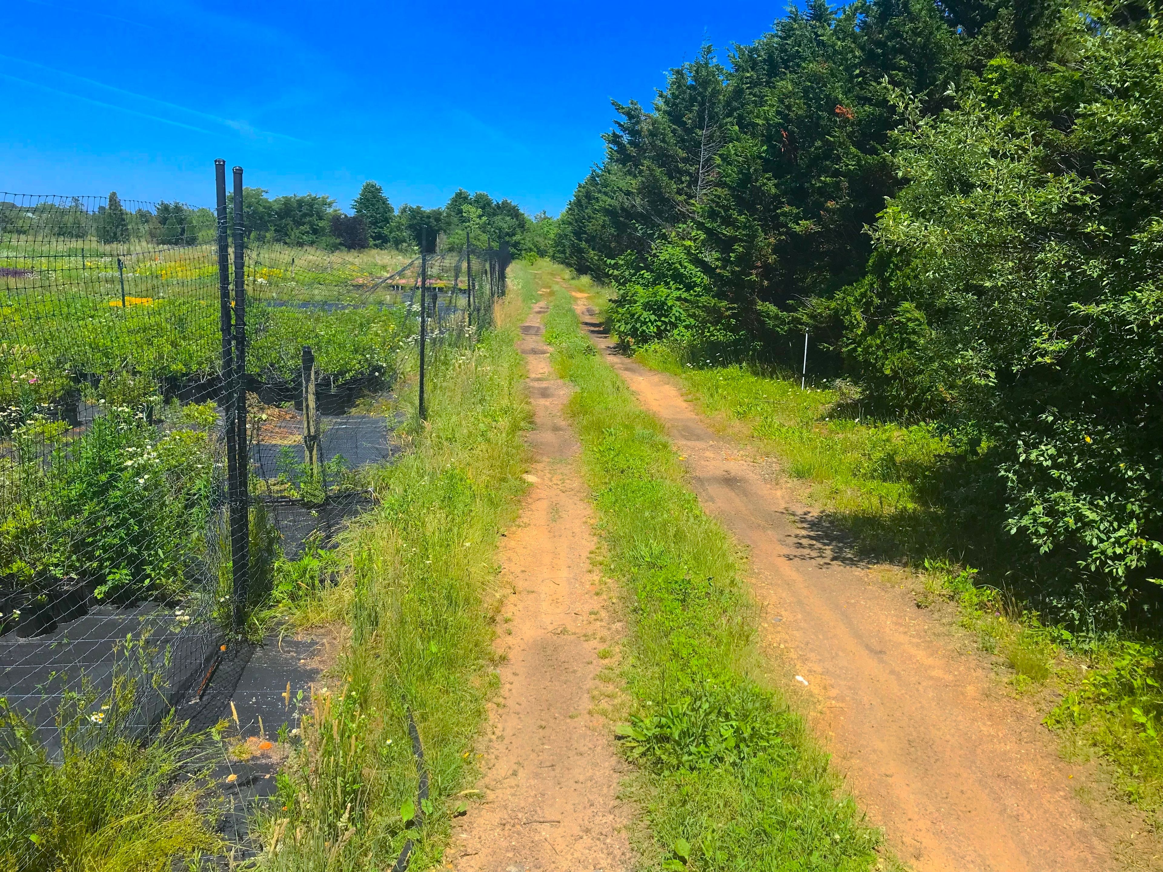 Dirt road trail