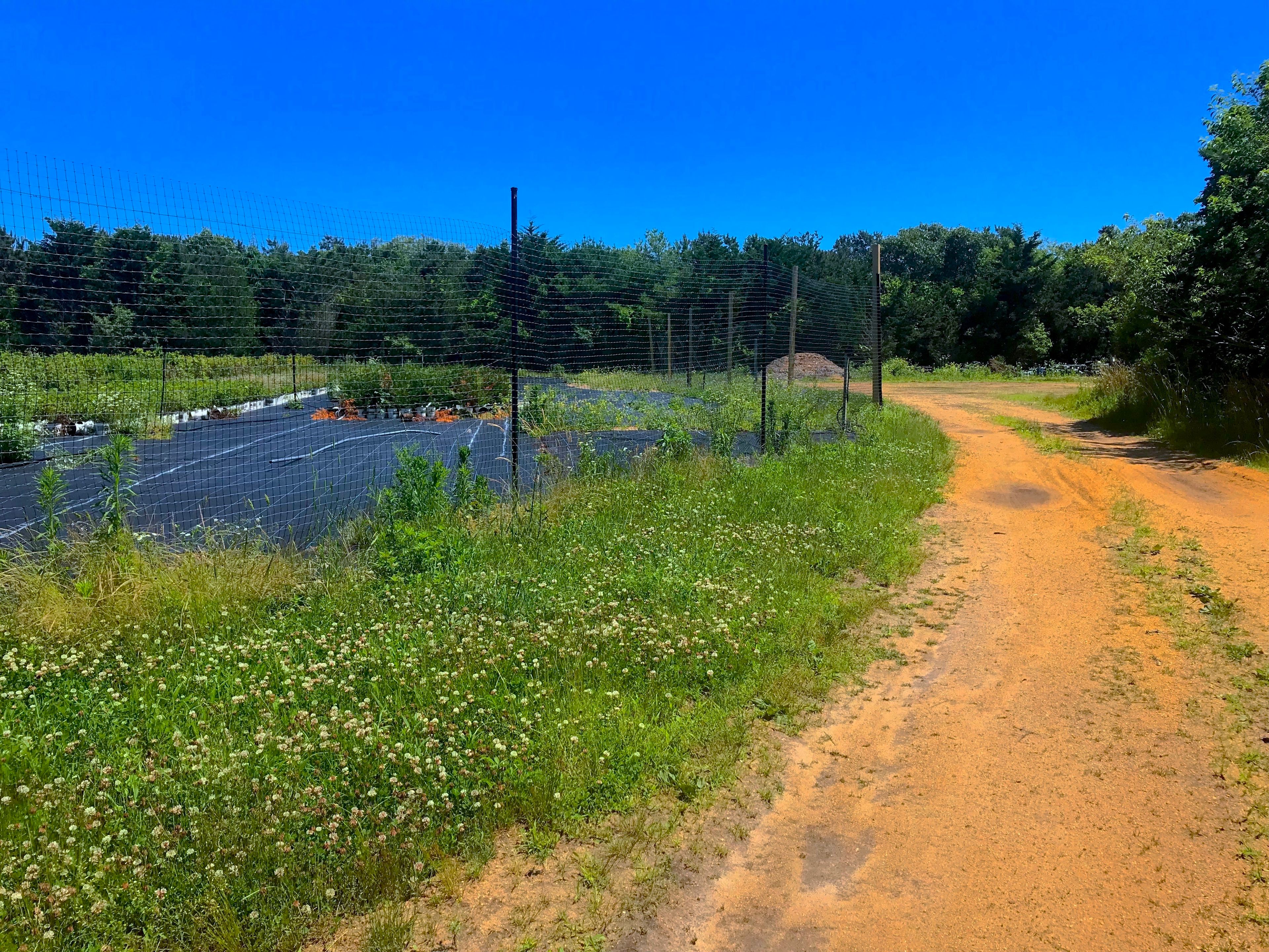 Plants in the fence to the left off the dirt road trail.