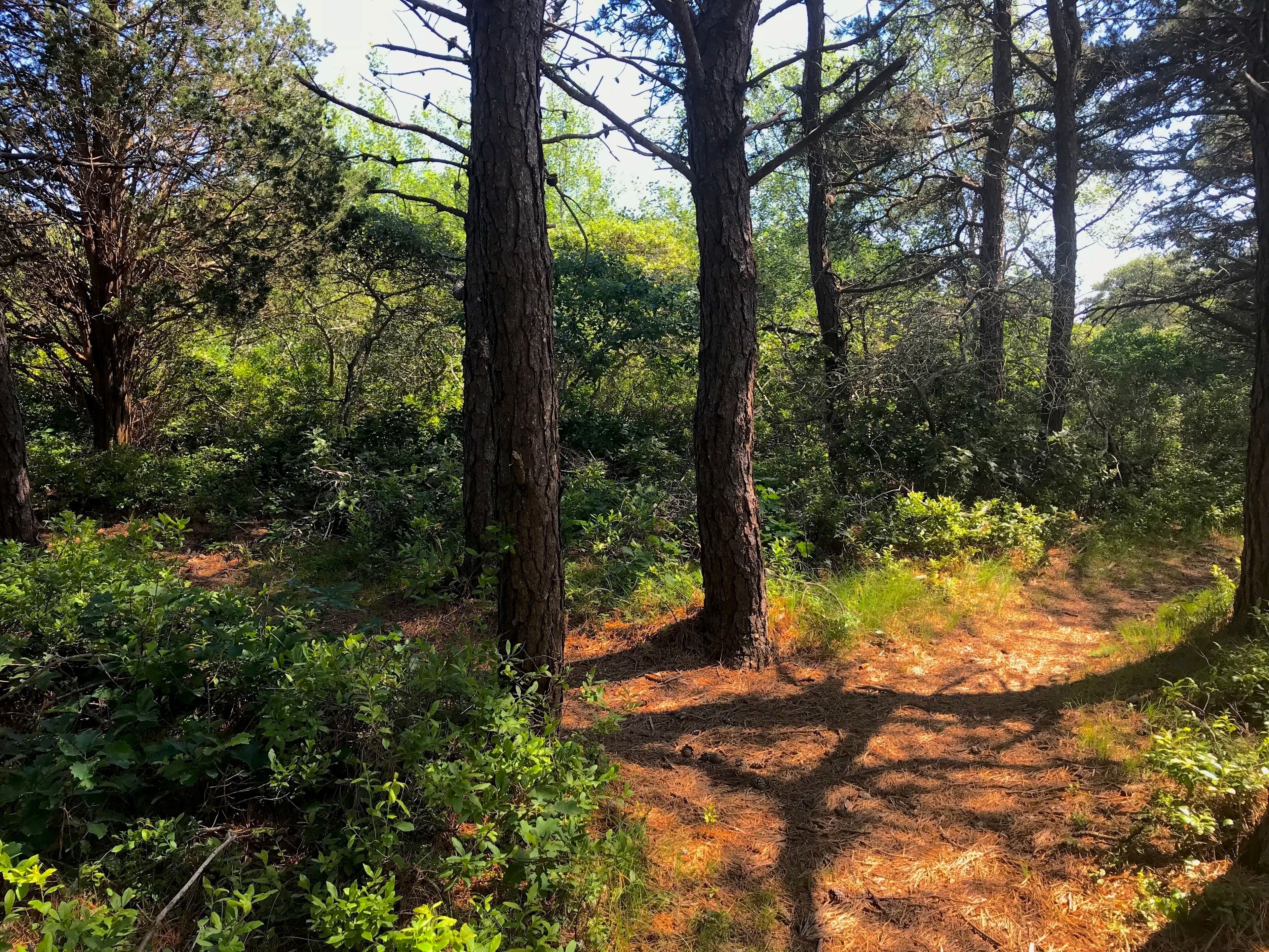 Pitch Pines on the West Trail intersection to the bike path entrance.