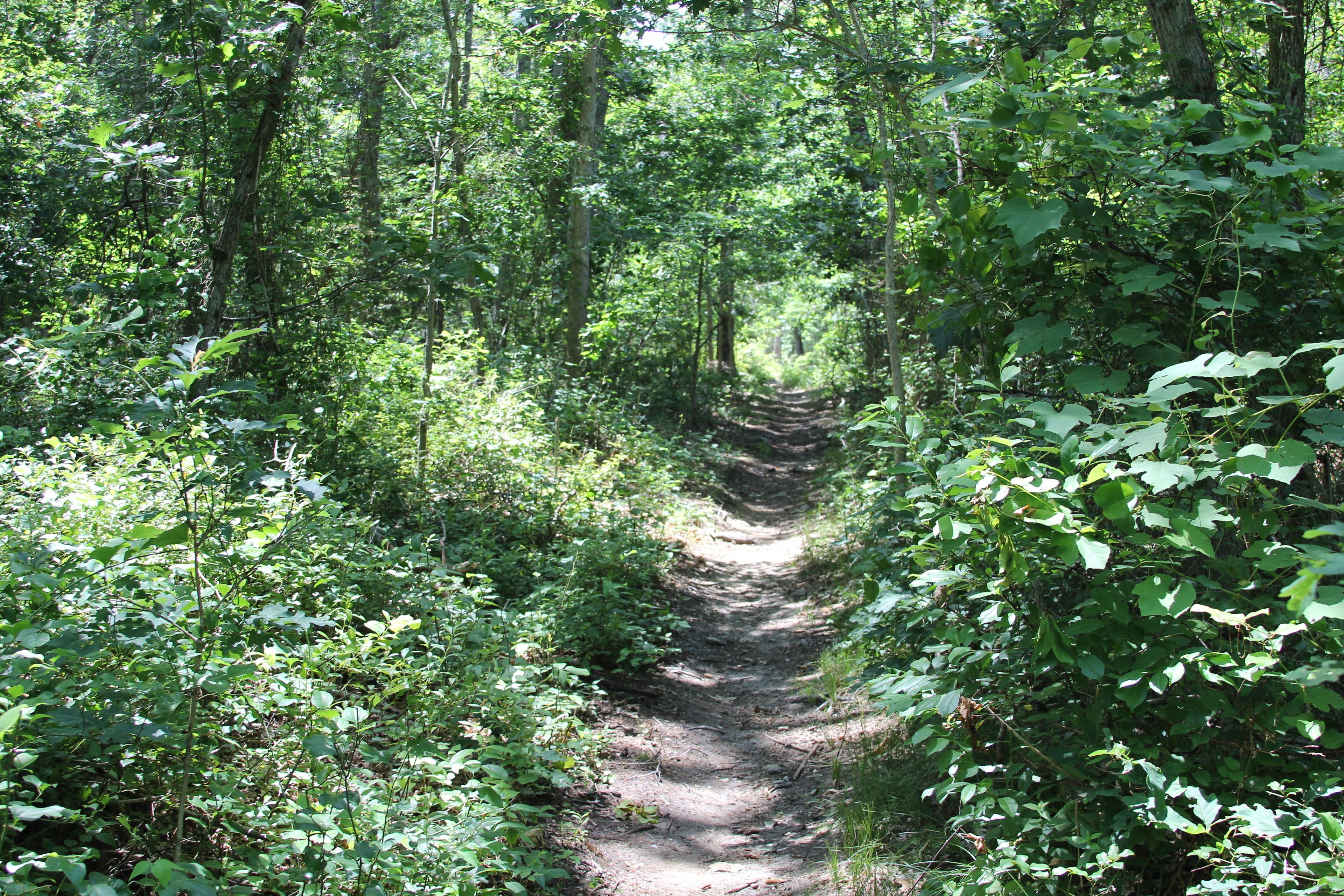 woods trail