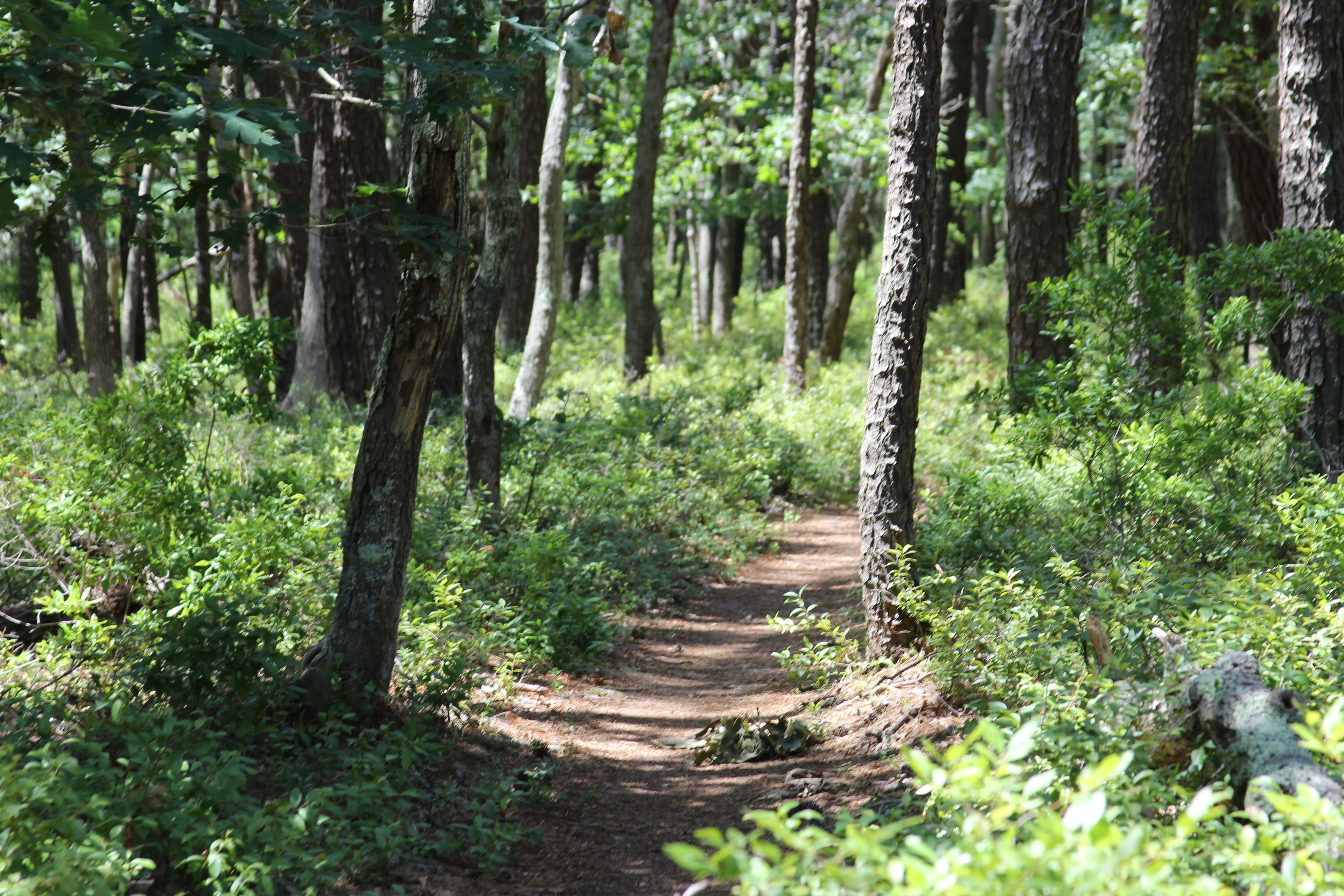 woods trail