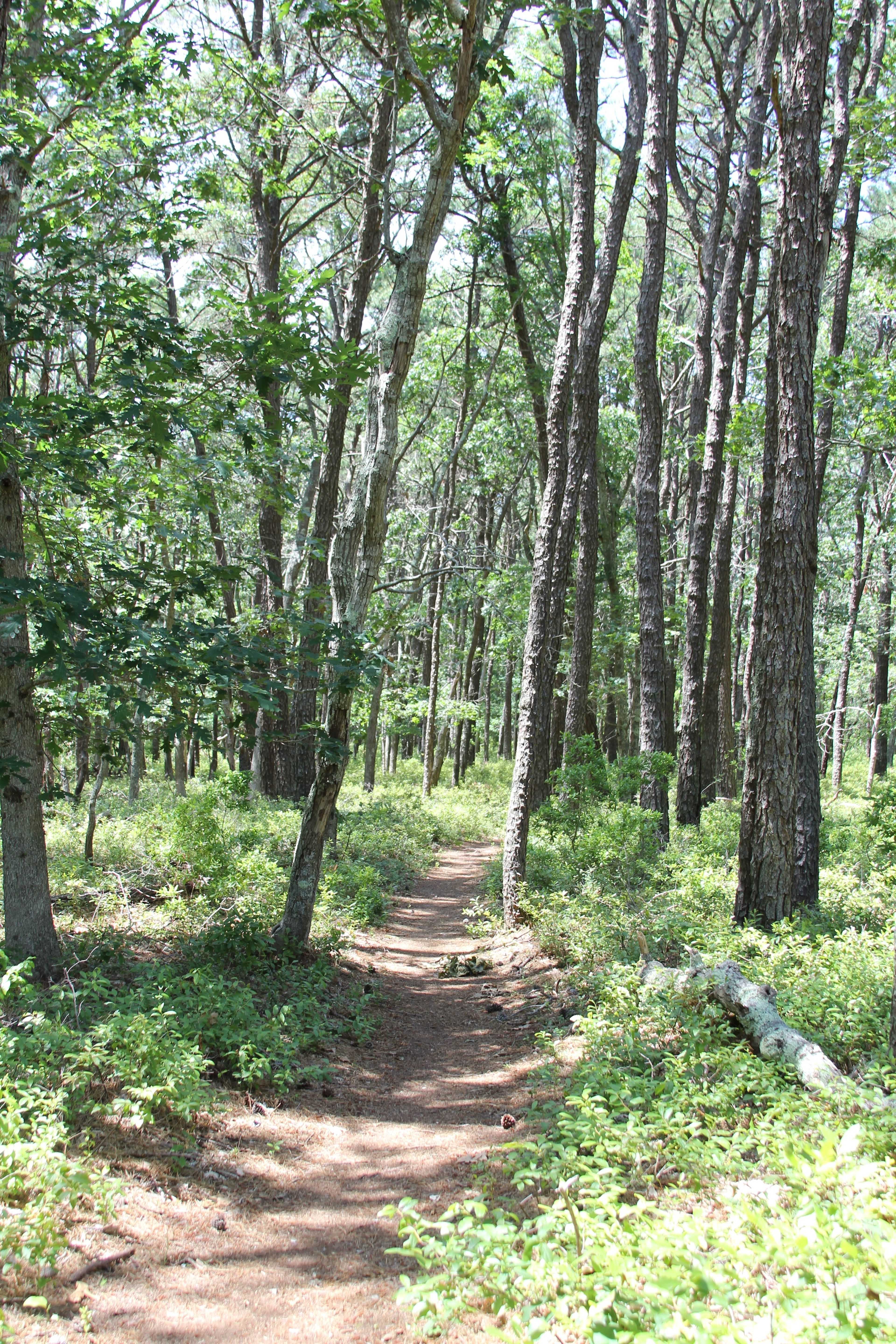 pine-needled path