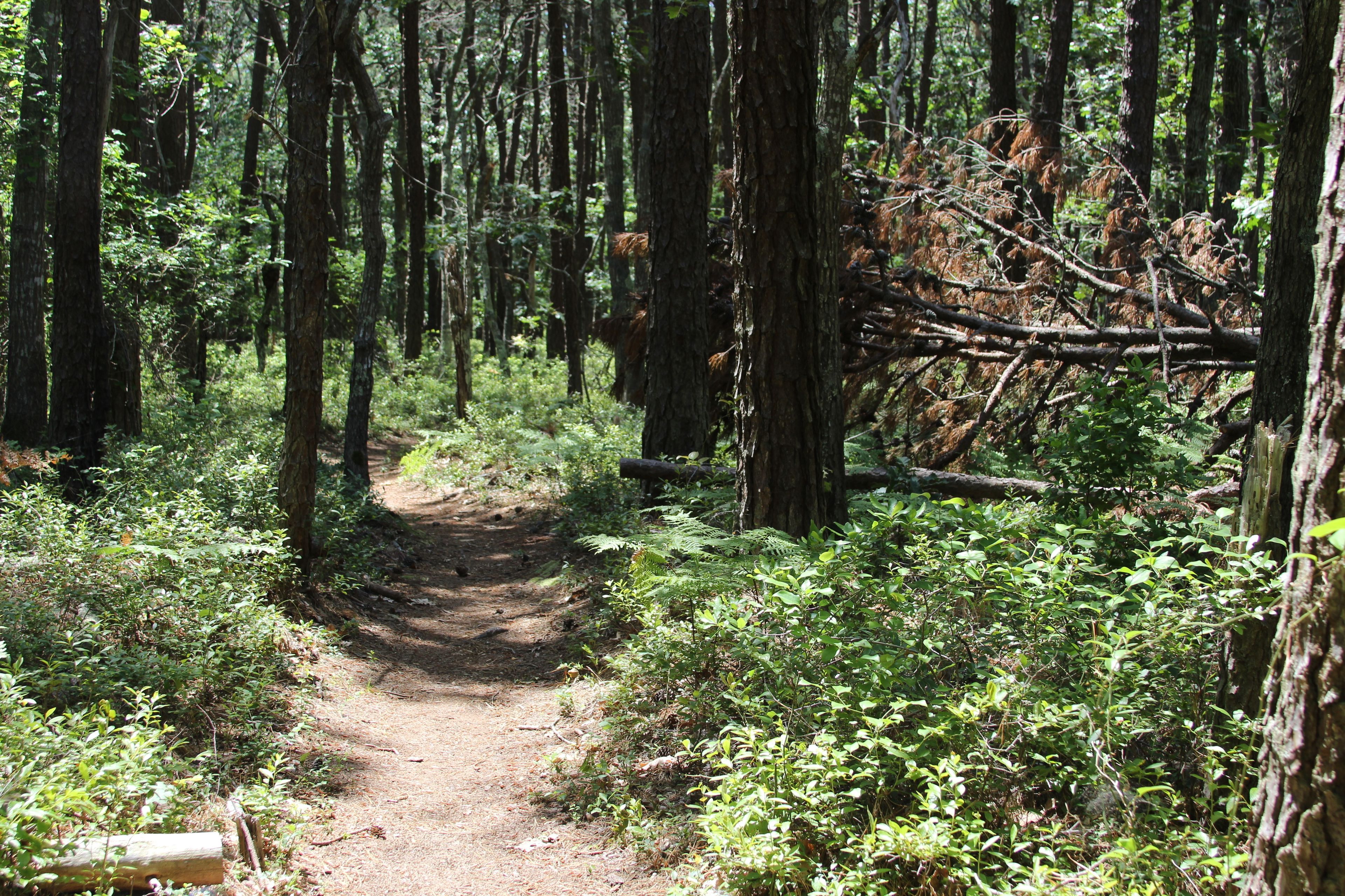 pine-needled path