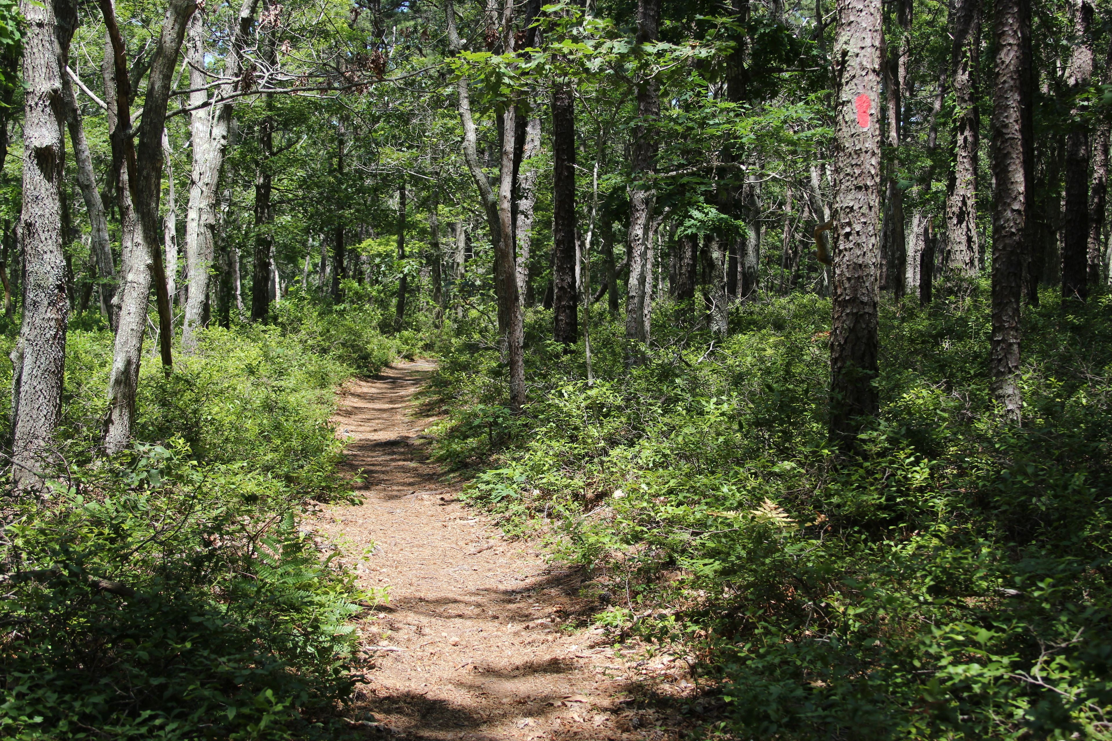 woods trail