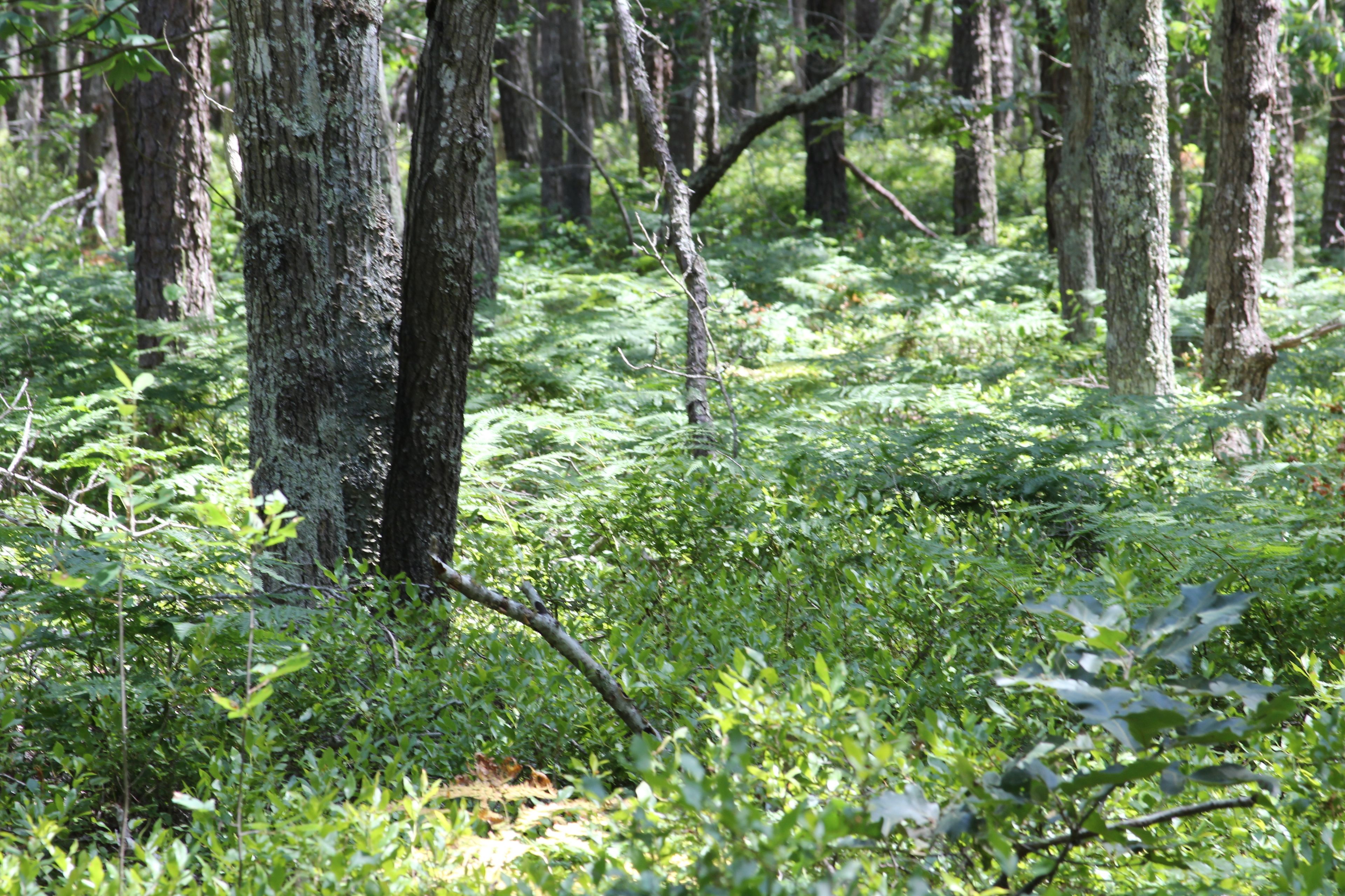 ferns abound!