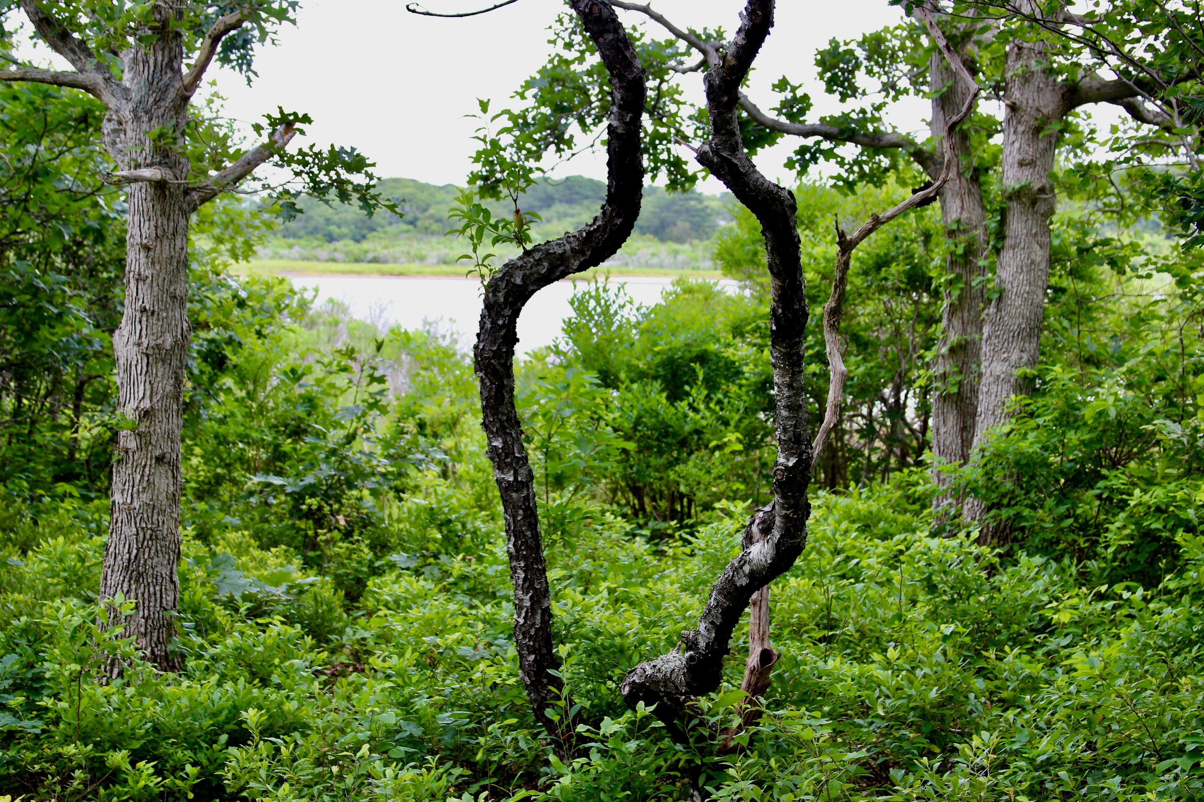 glimpse of Wilfrid's Pond