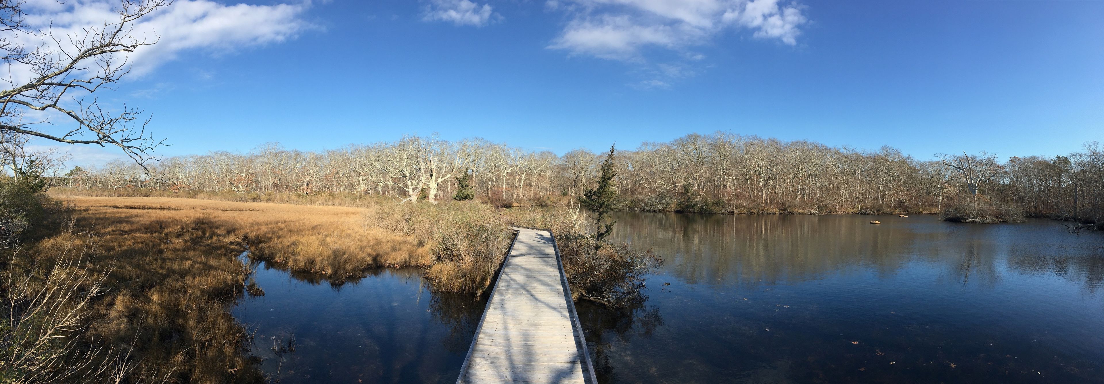 Turtle Pond boardwalk