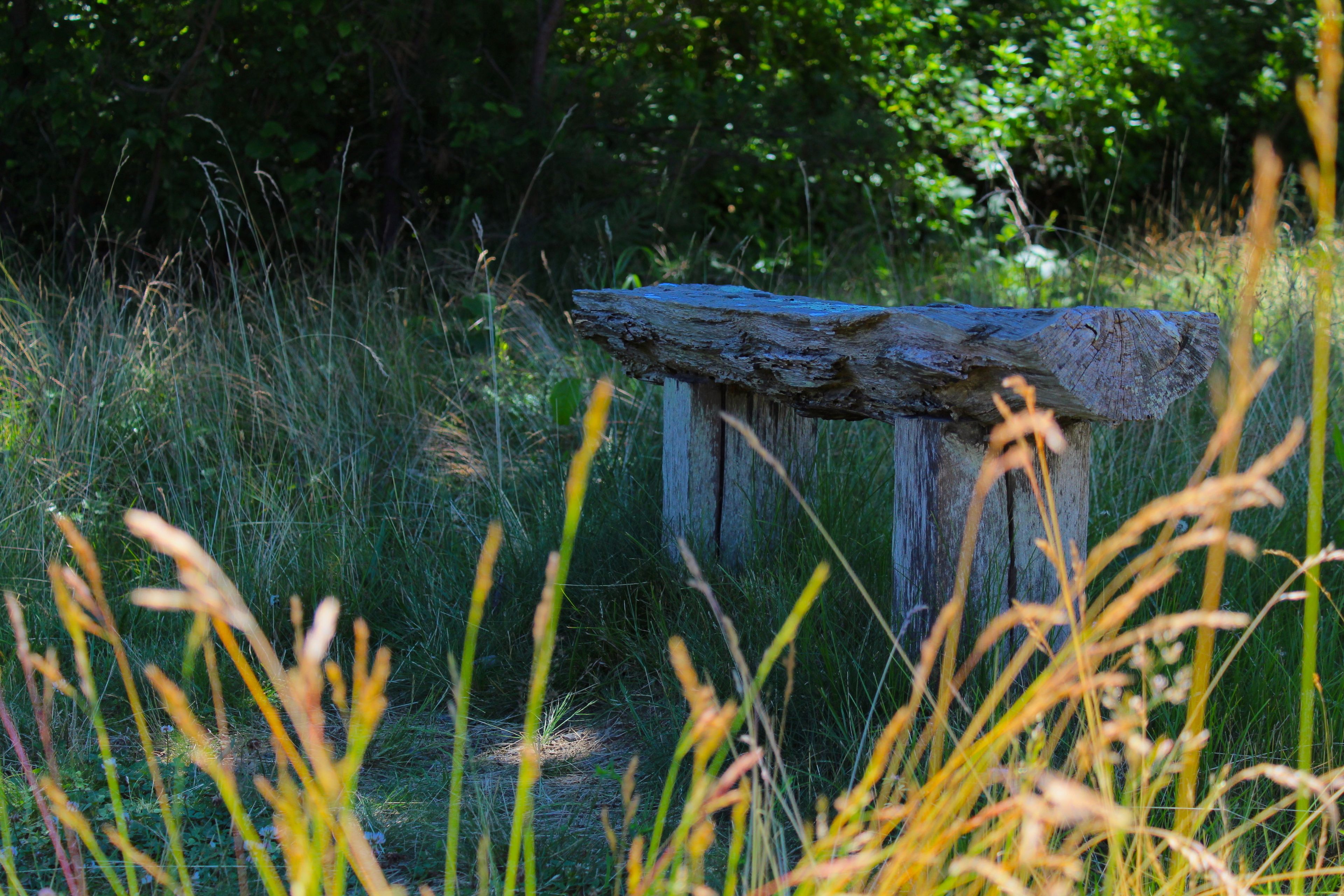 bench along trail