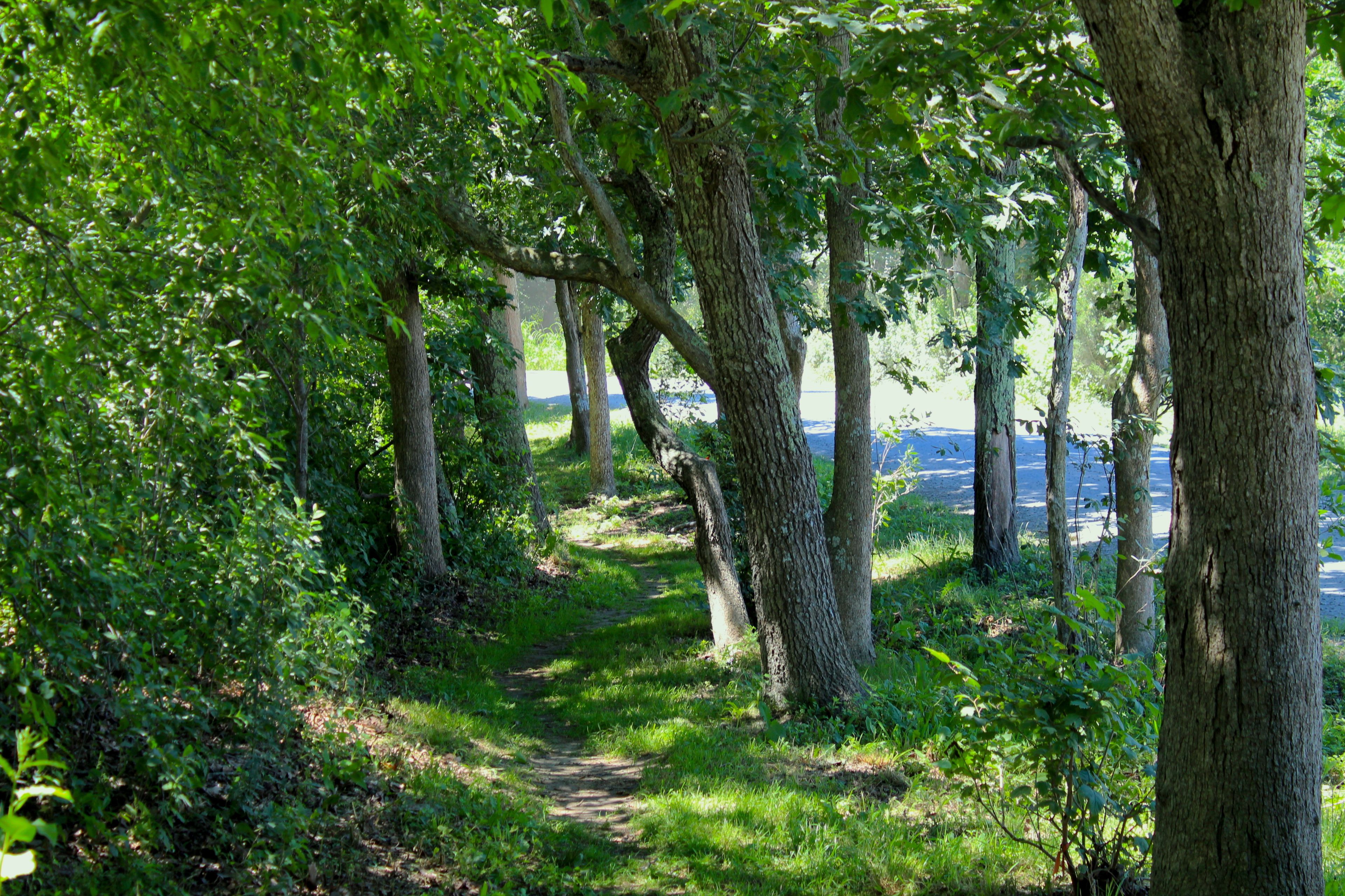 trail along Meshacket Road