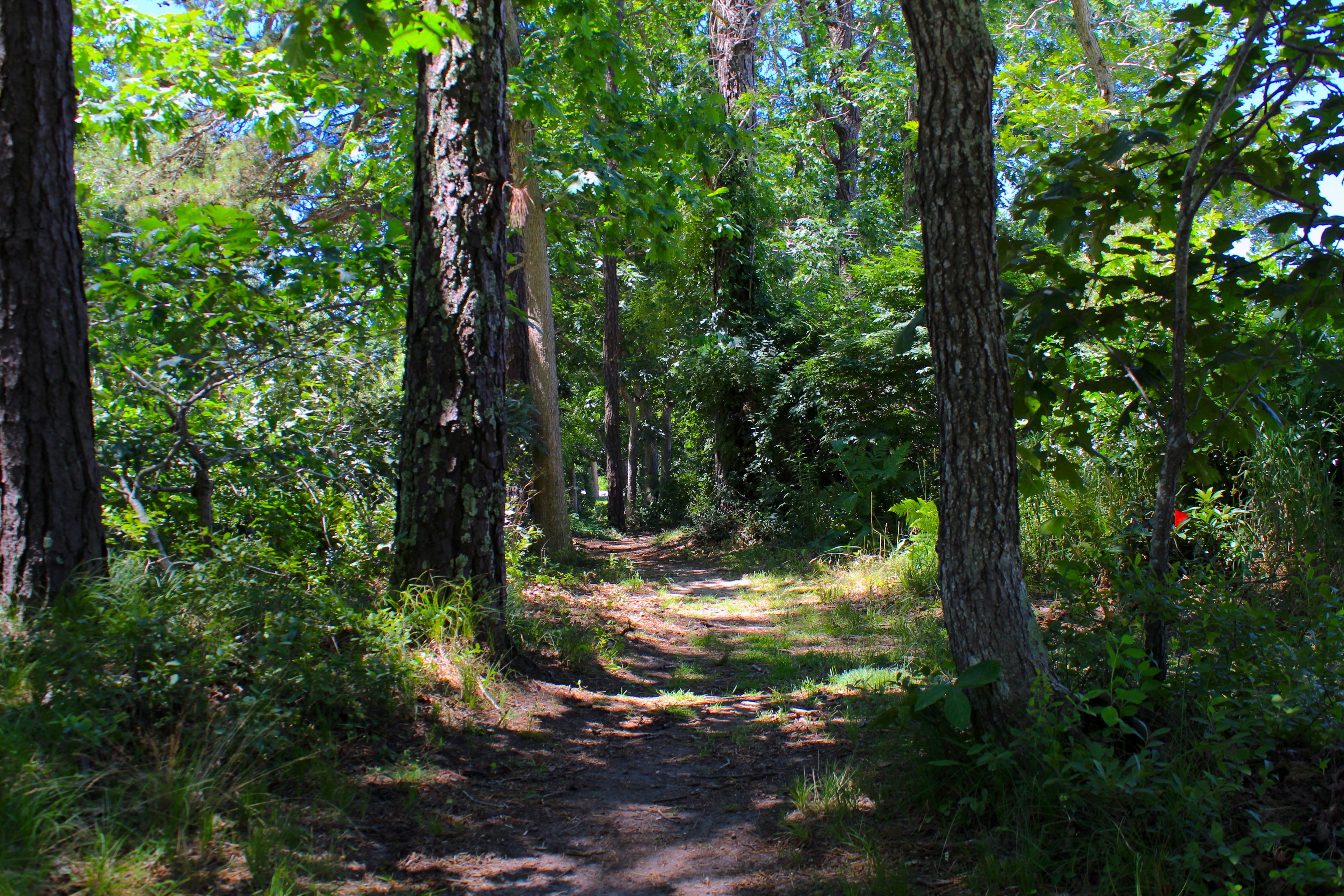 woods trail