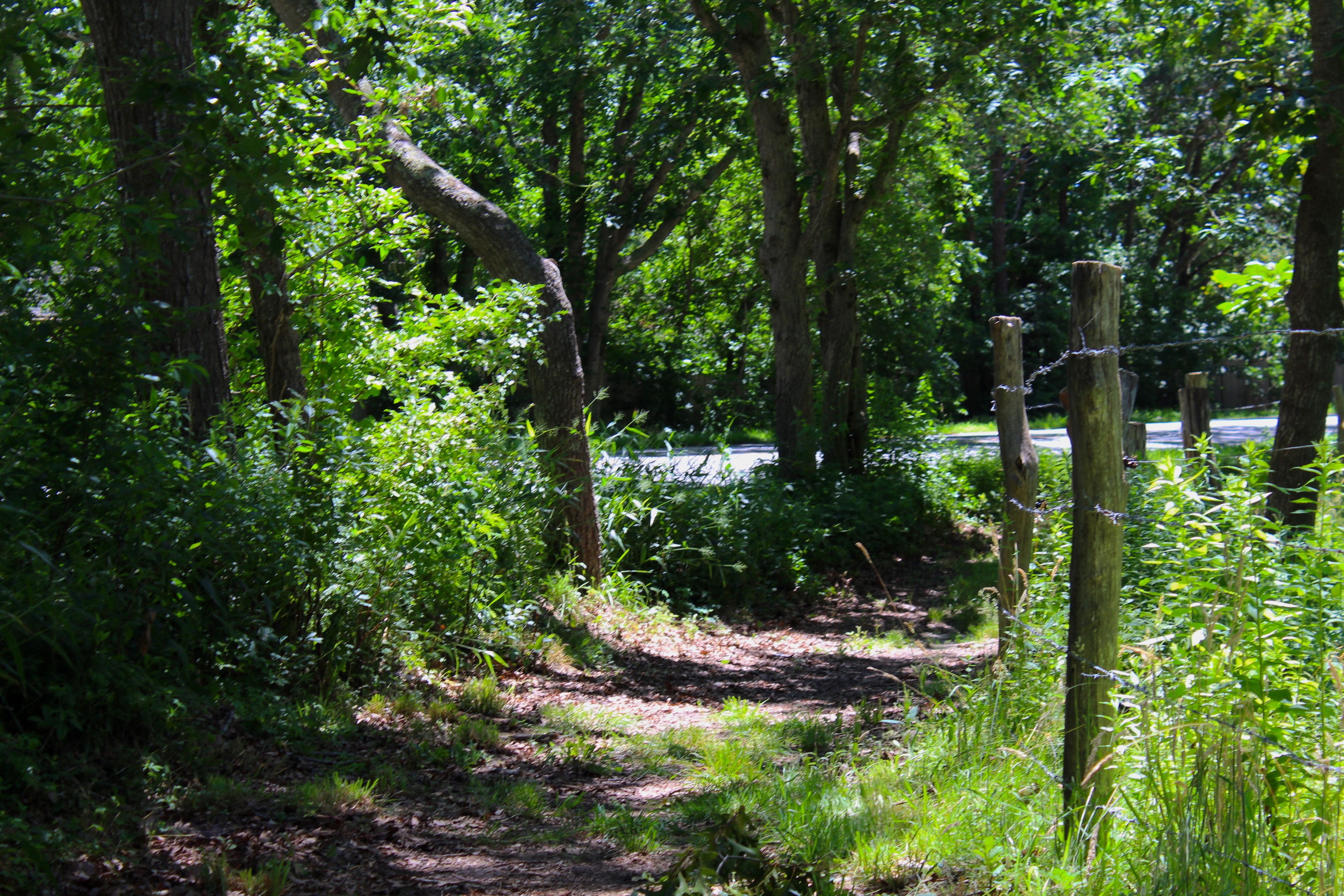 trail along Meshacket Road