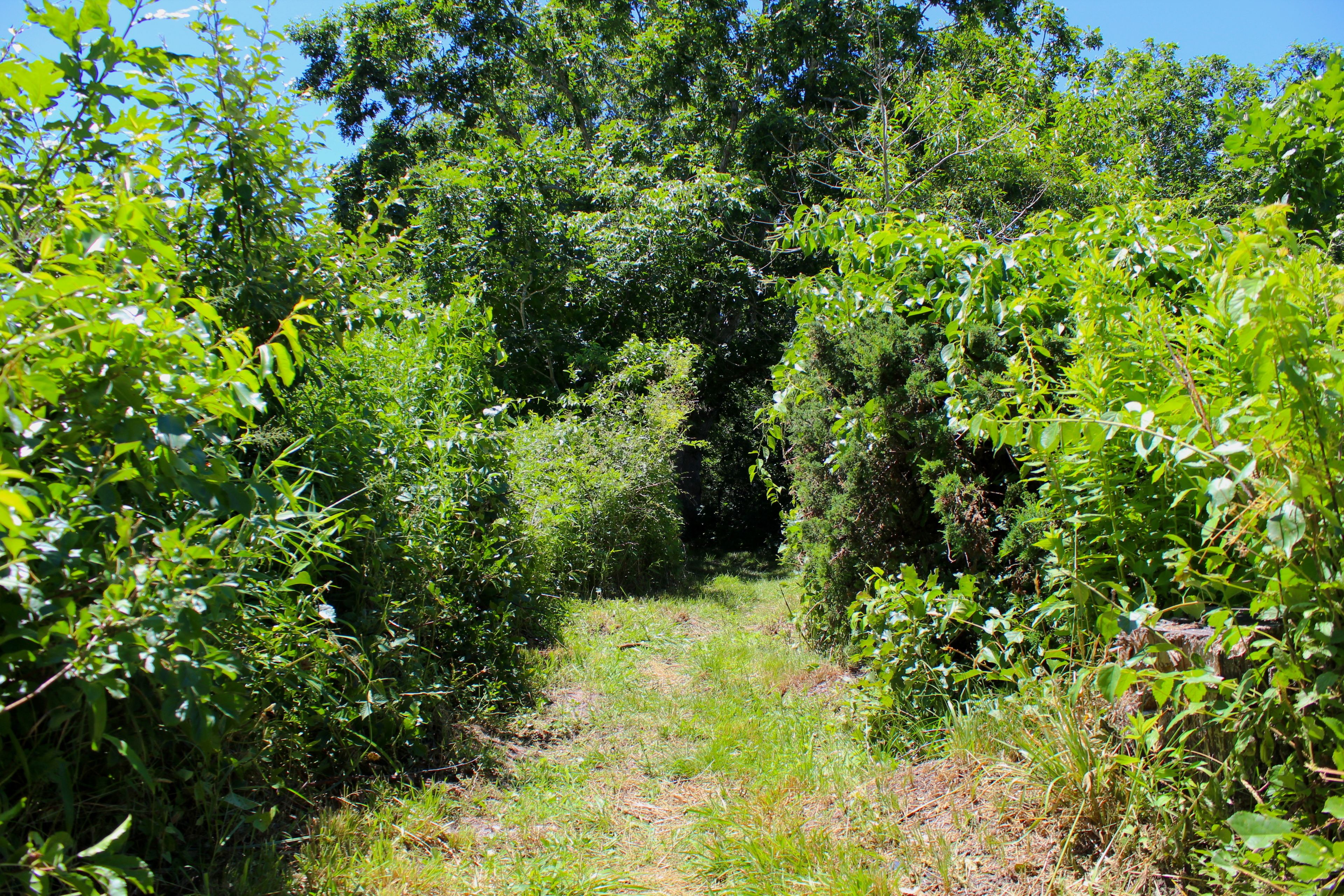 grassy path