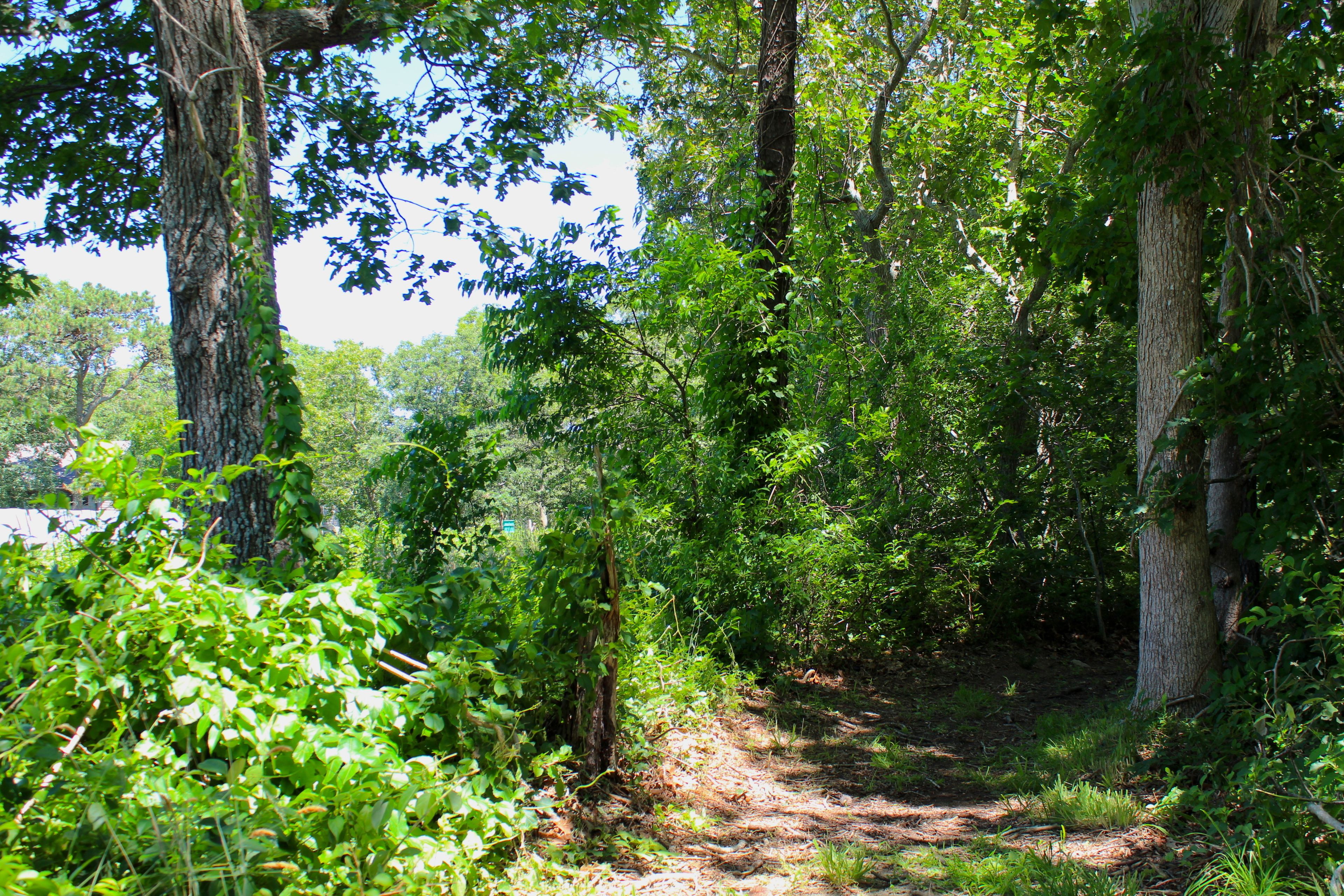 trail along Meshacket Road