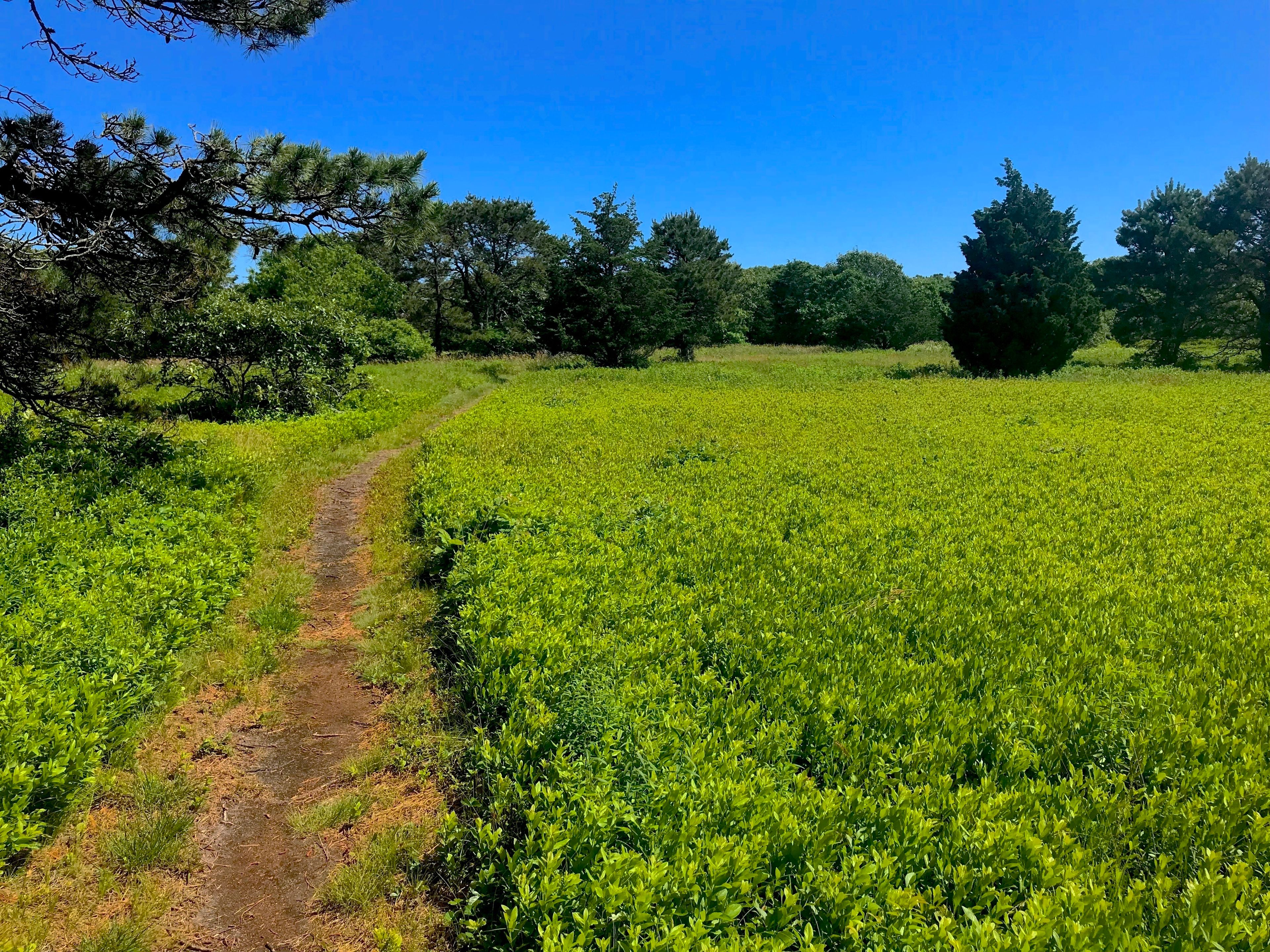 field path