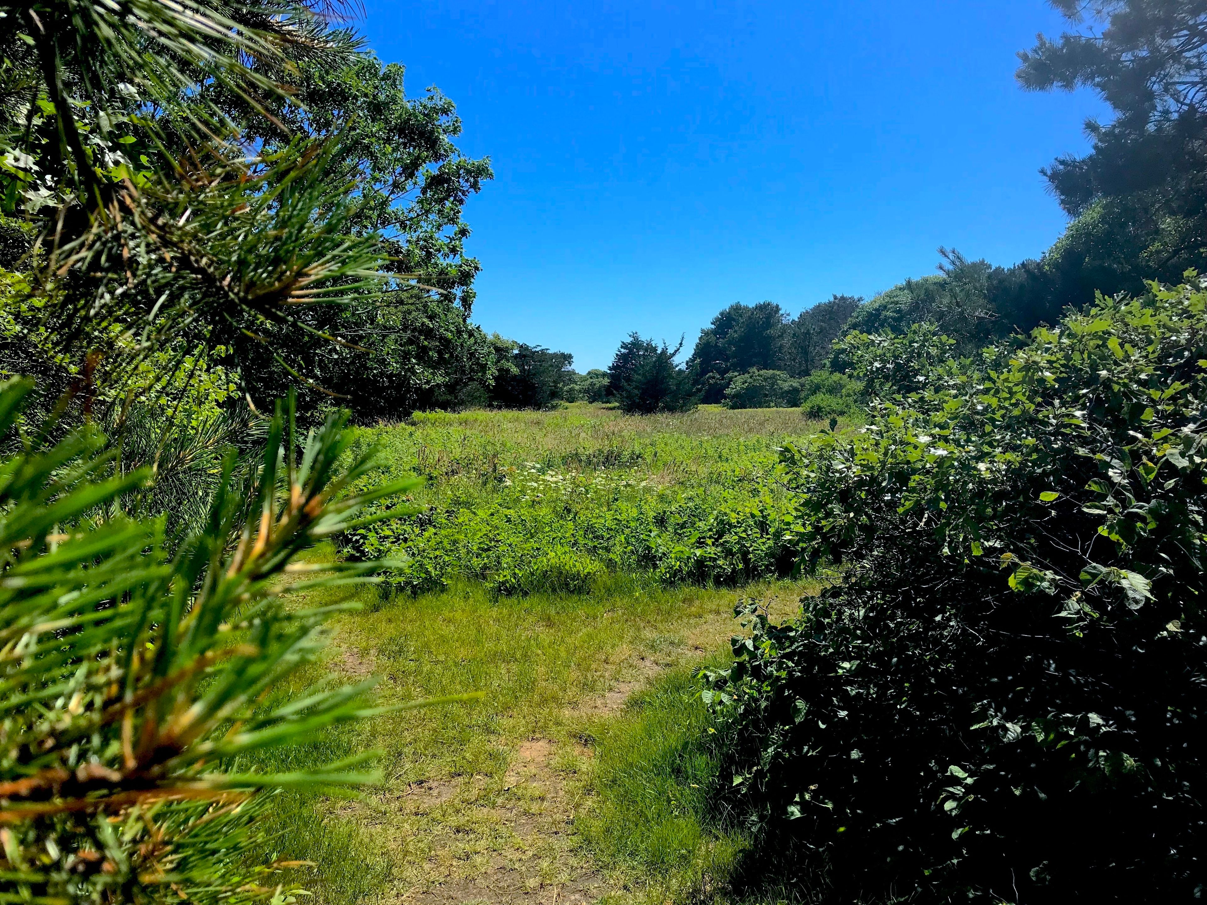 field view from trail