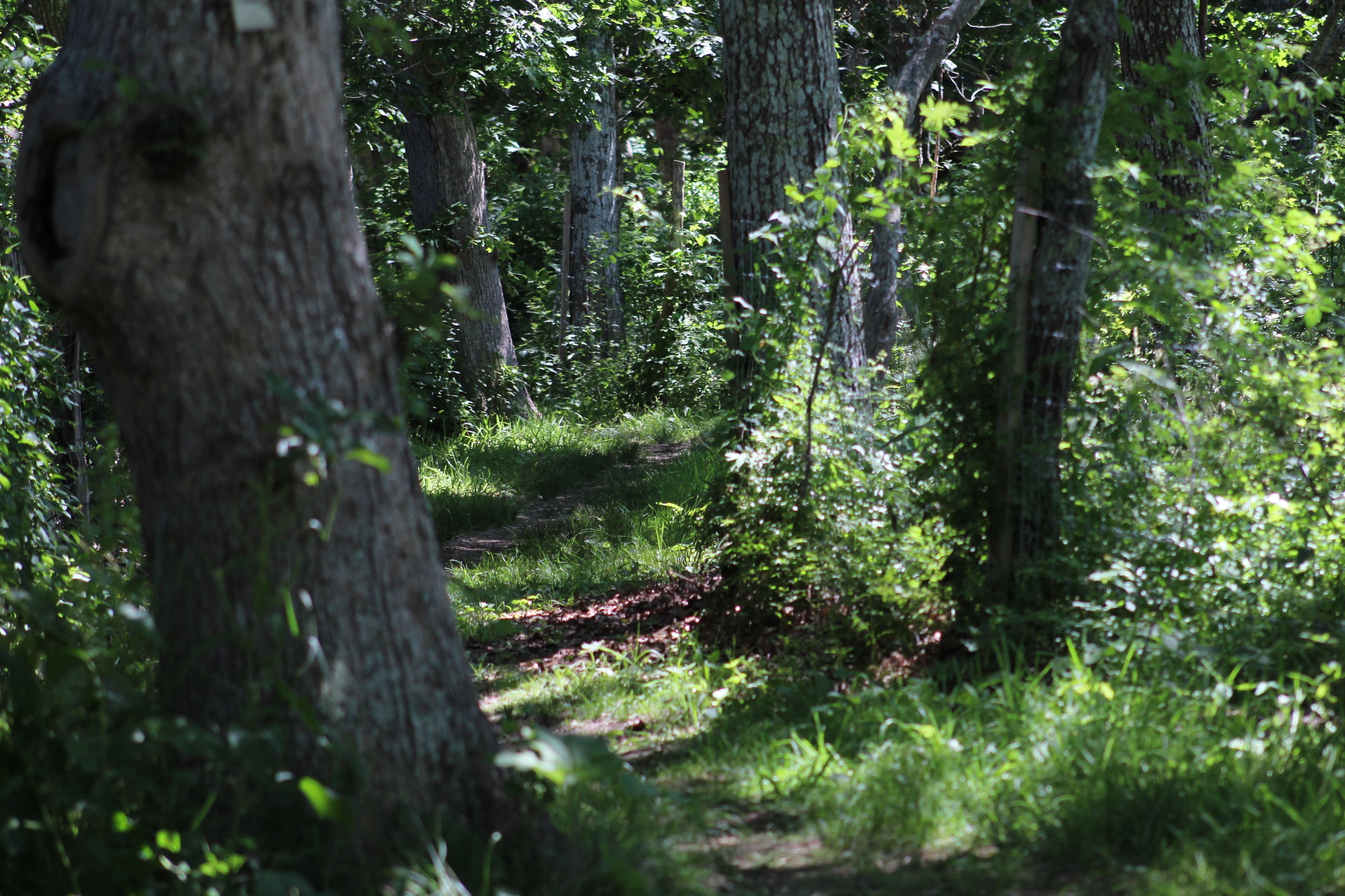 grassy trail