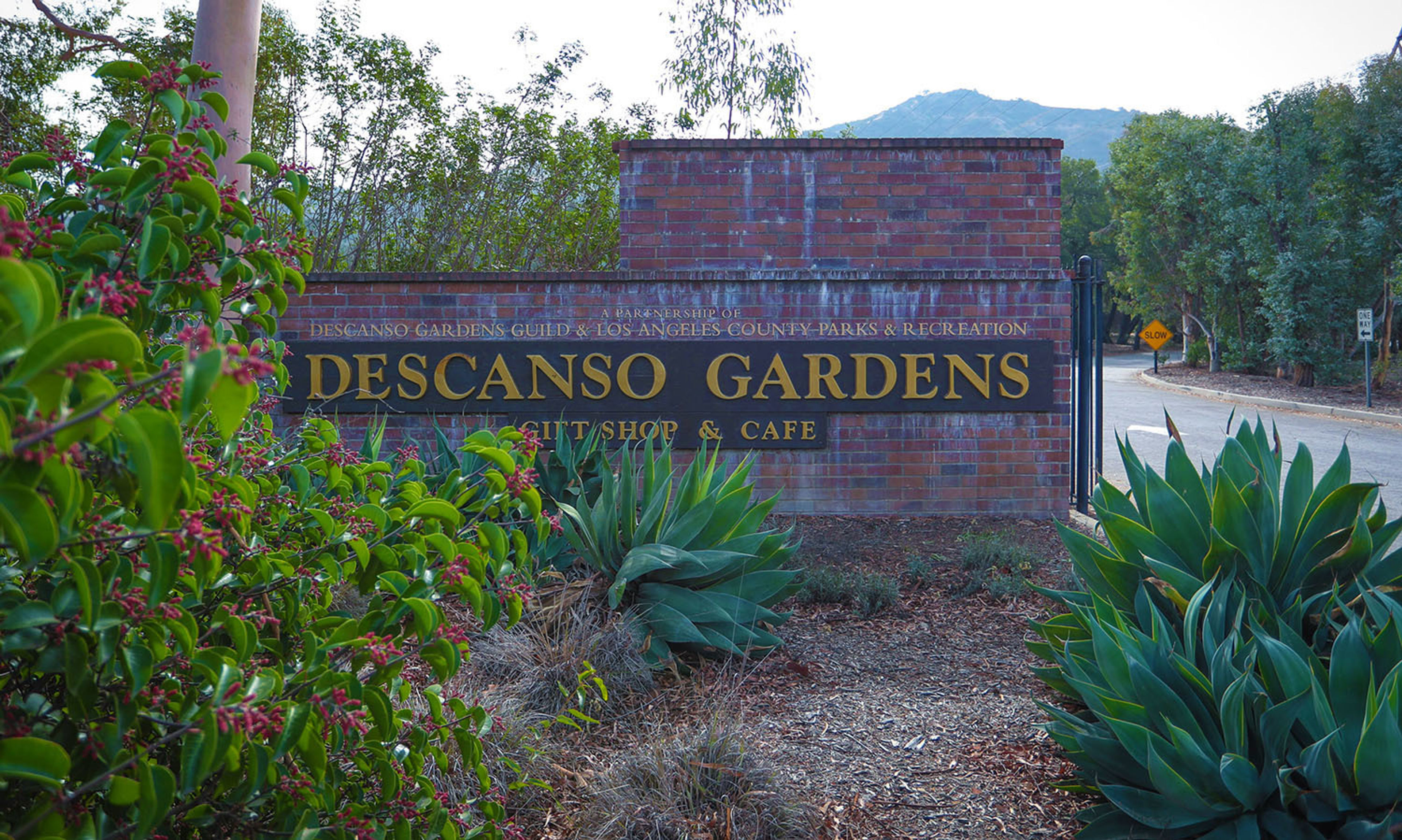 What's in Bloom - Descanso Gardens