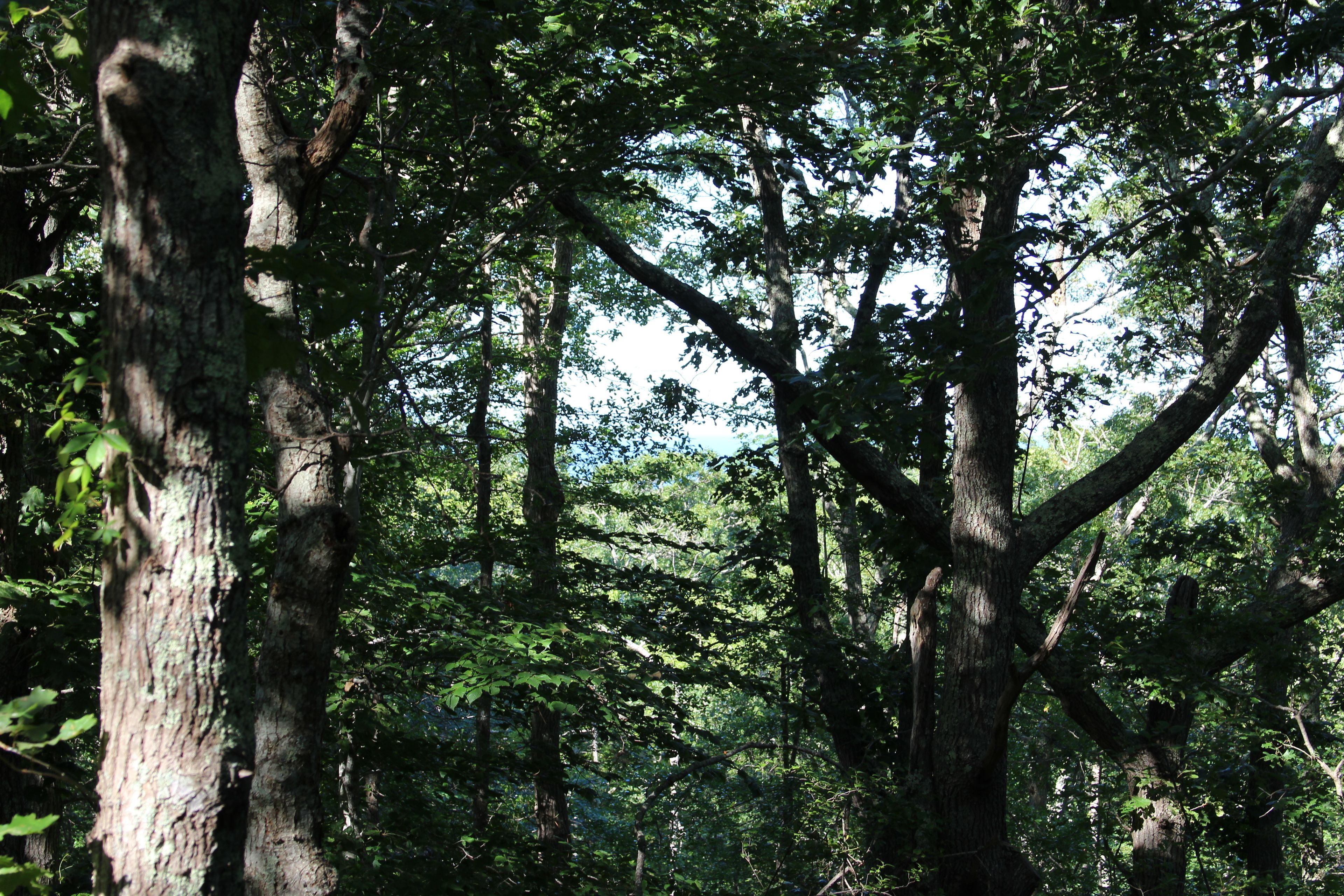 glimpse of water from top of trail