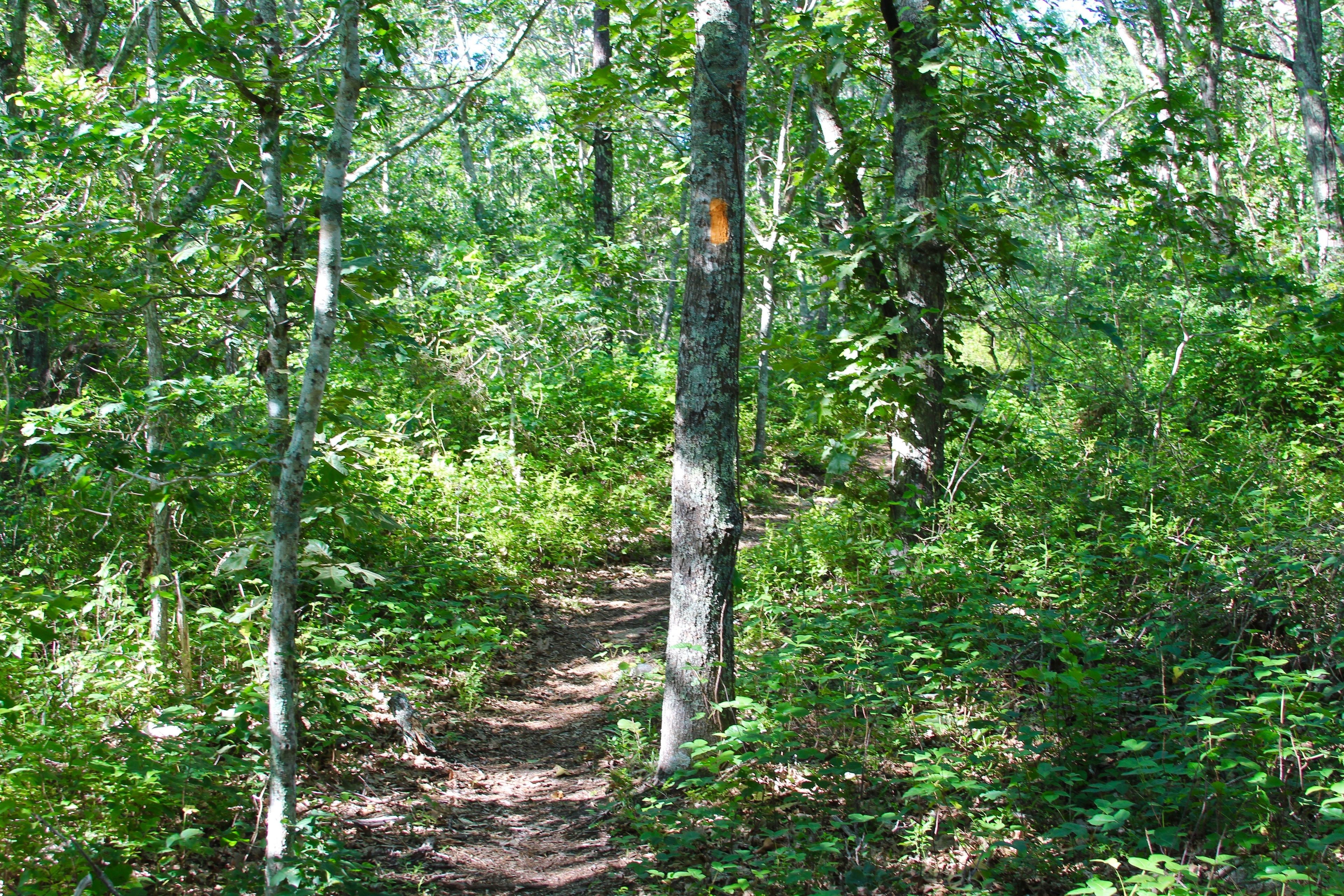 woods trail