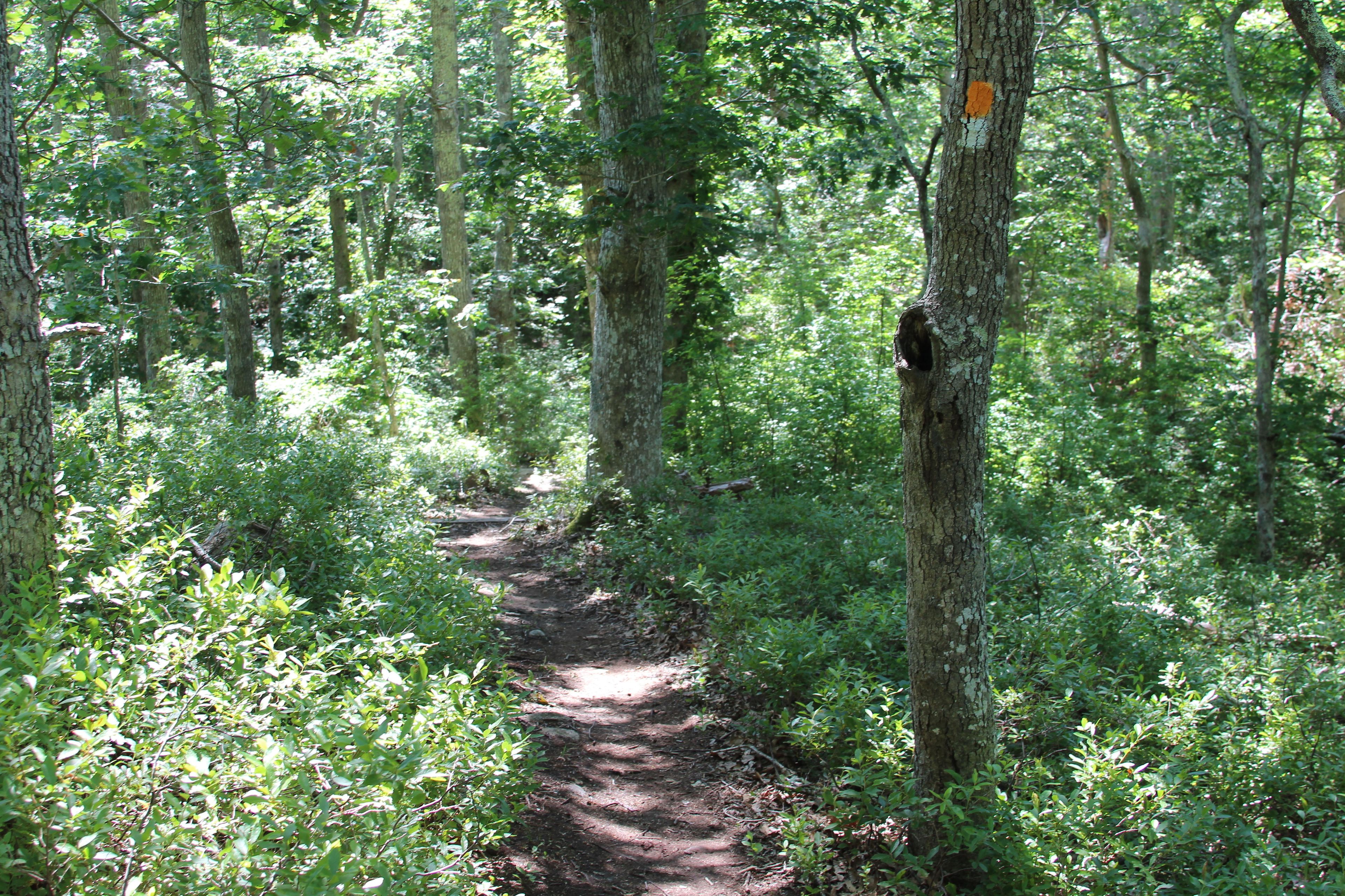 woods trail