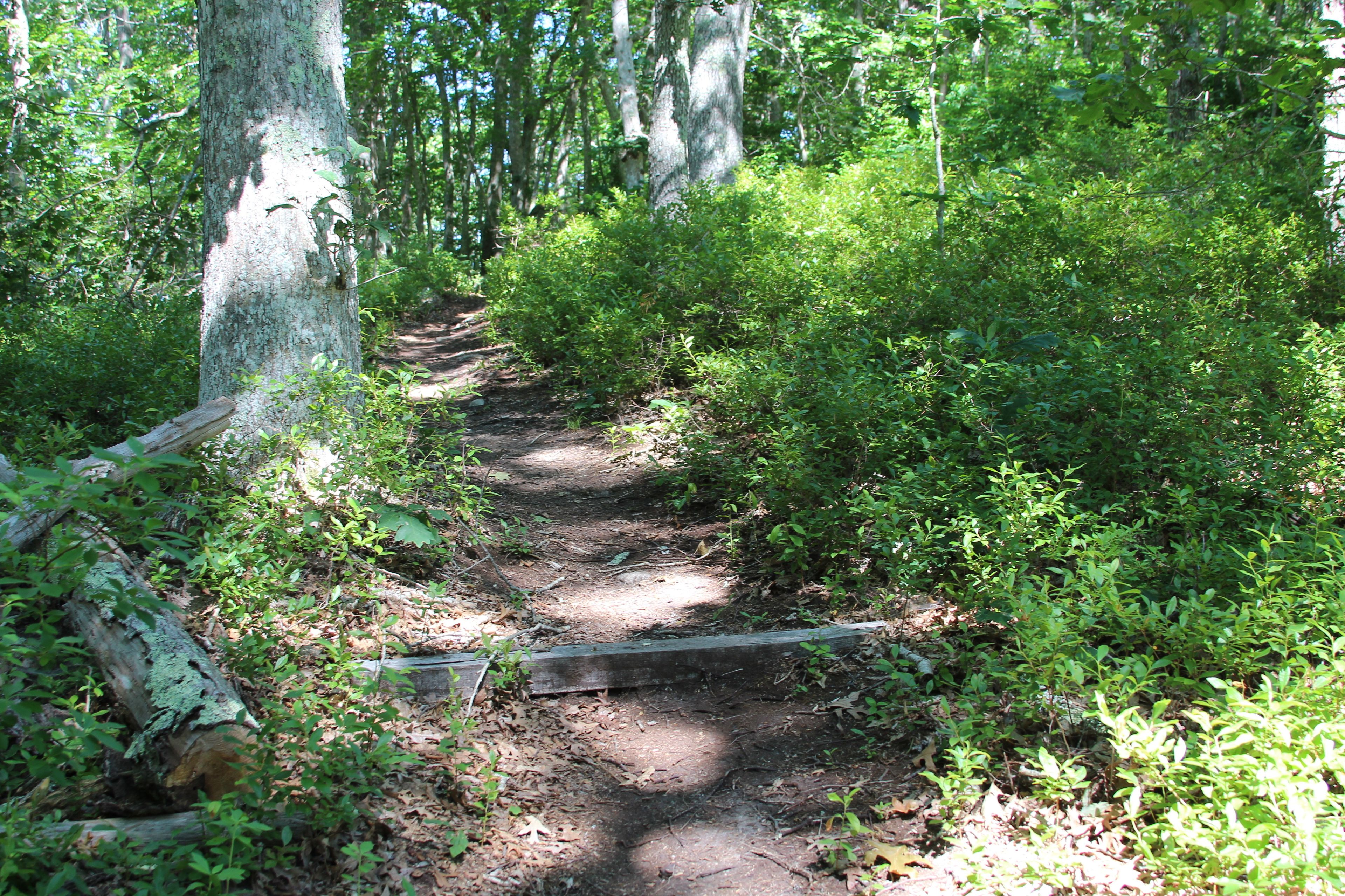 steps along trail