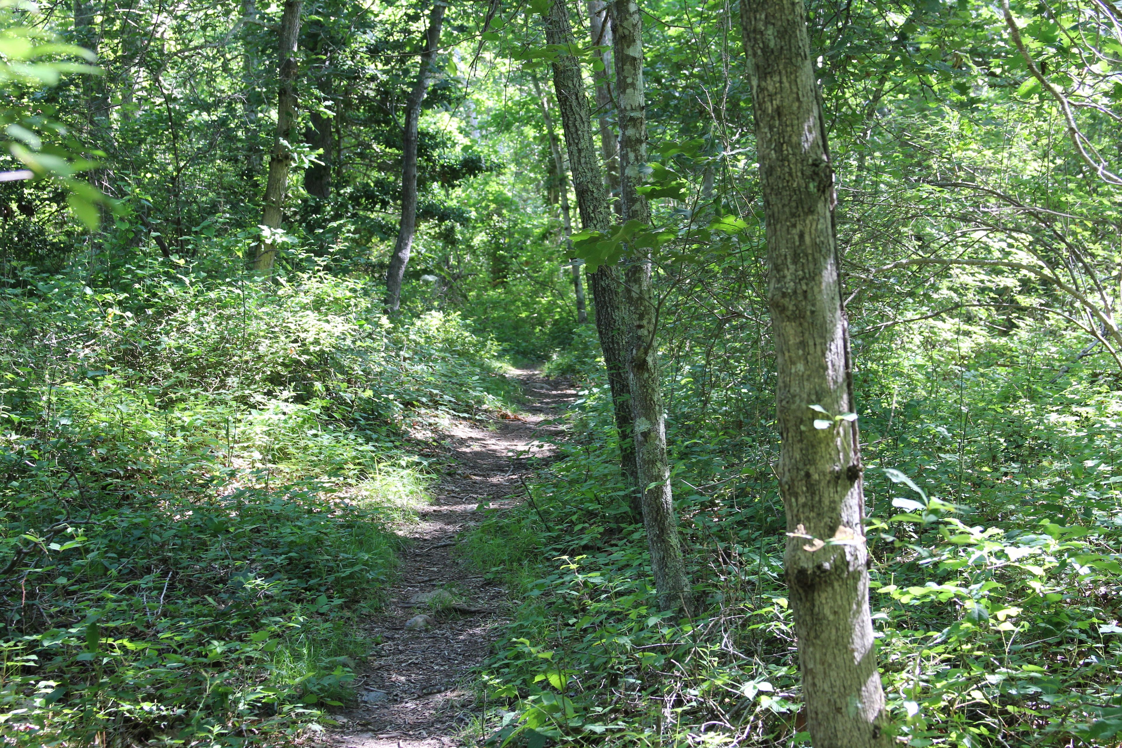 woods trail