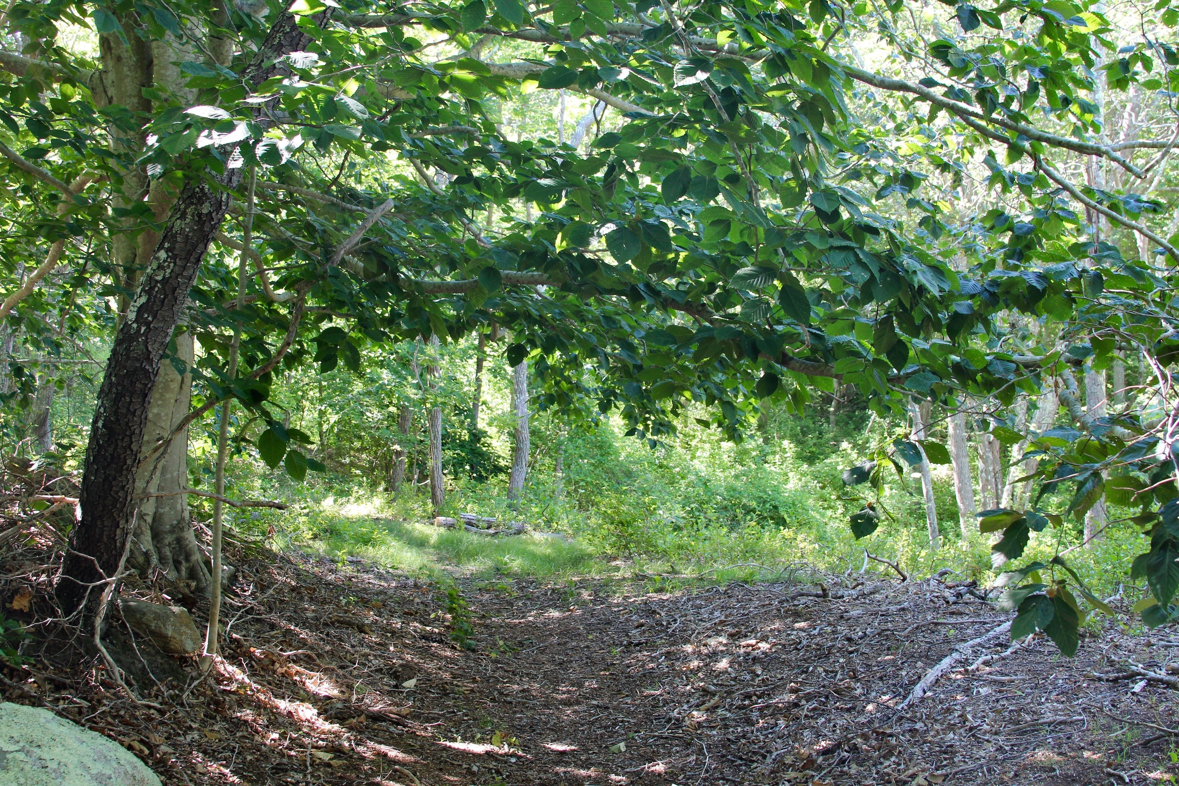 beautiful beech tree