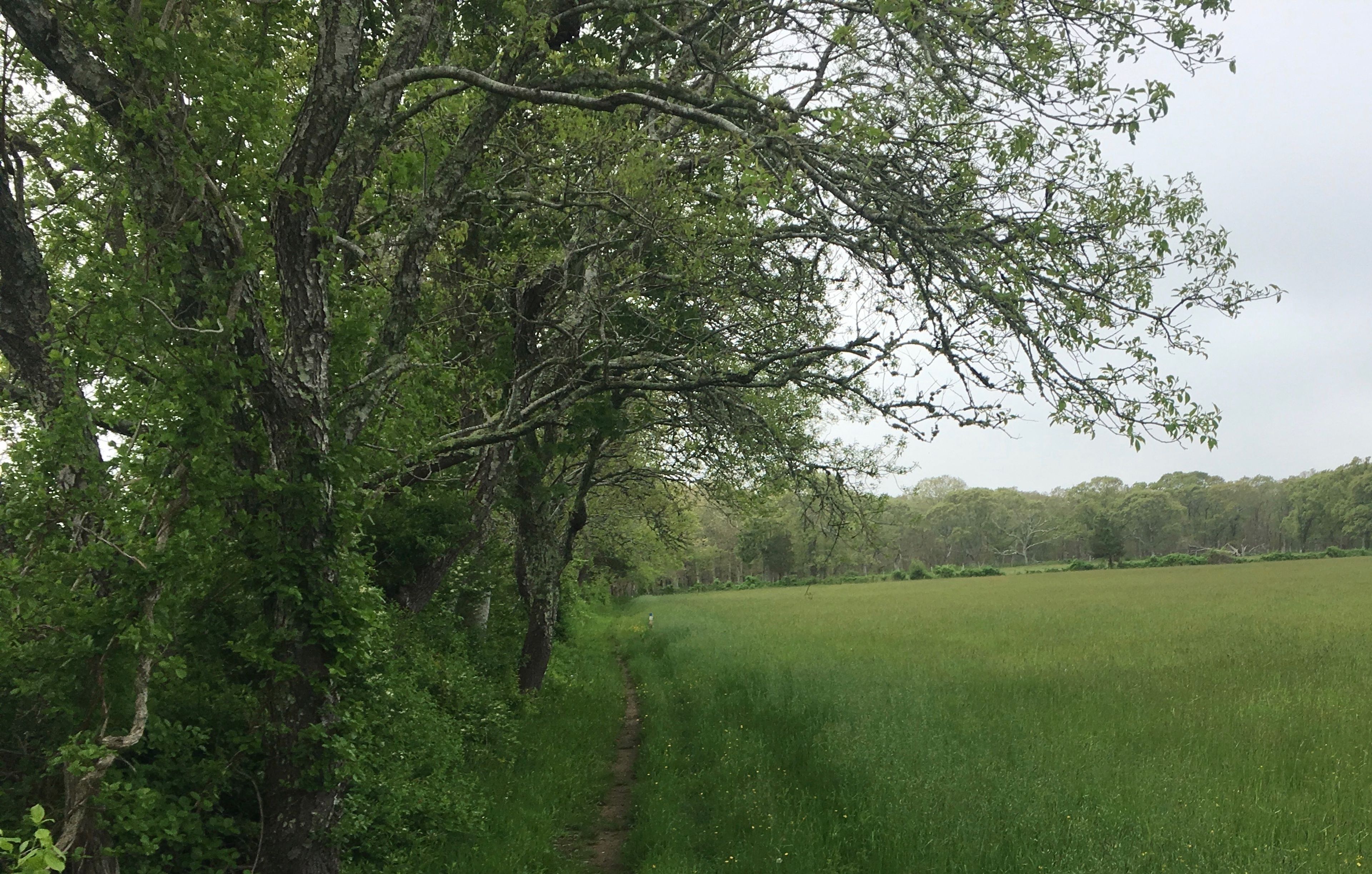 path along field