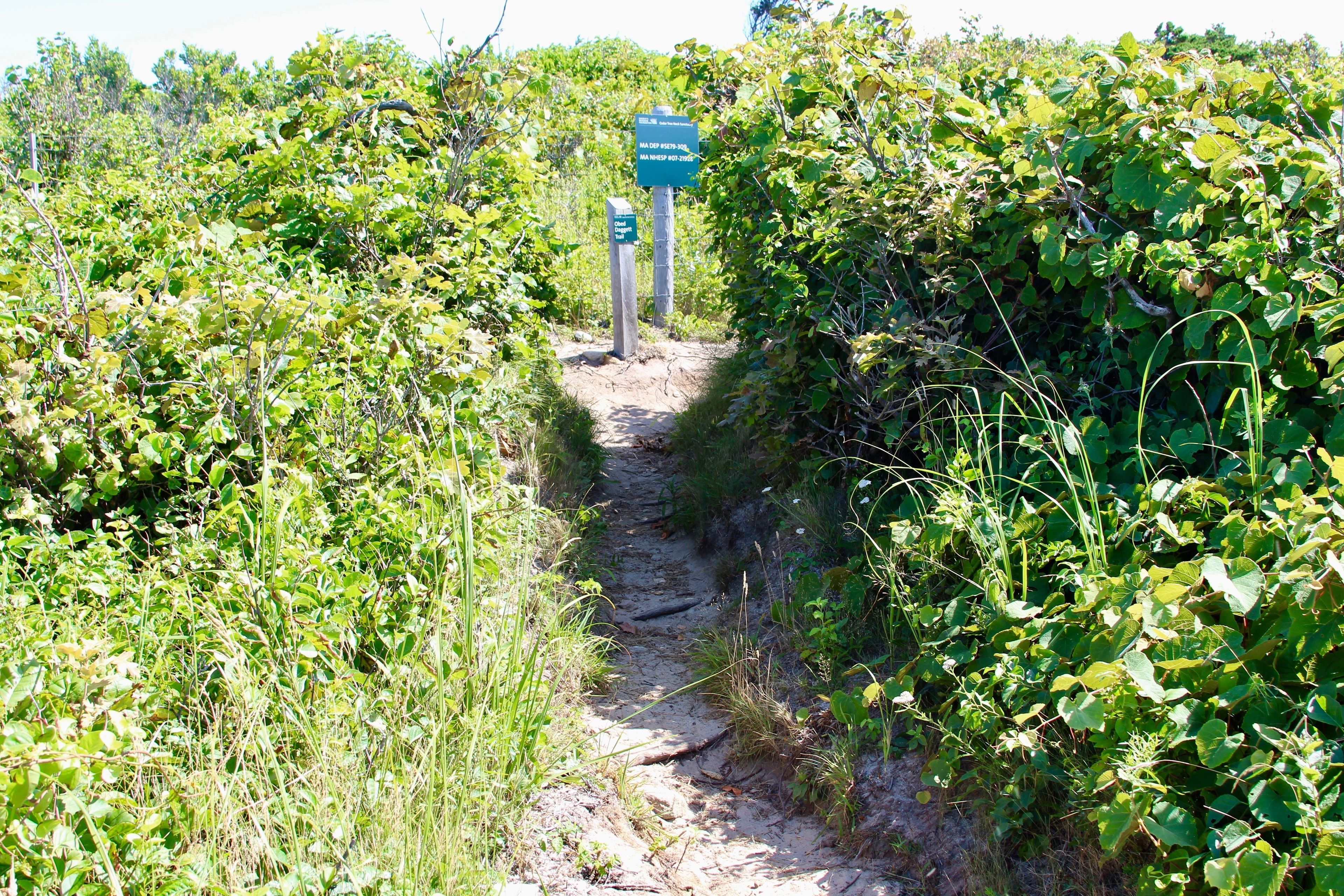 start of trail off Beach trail