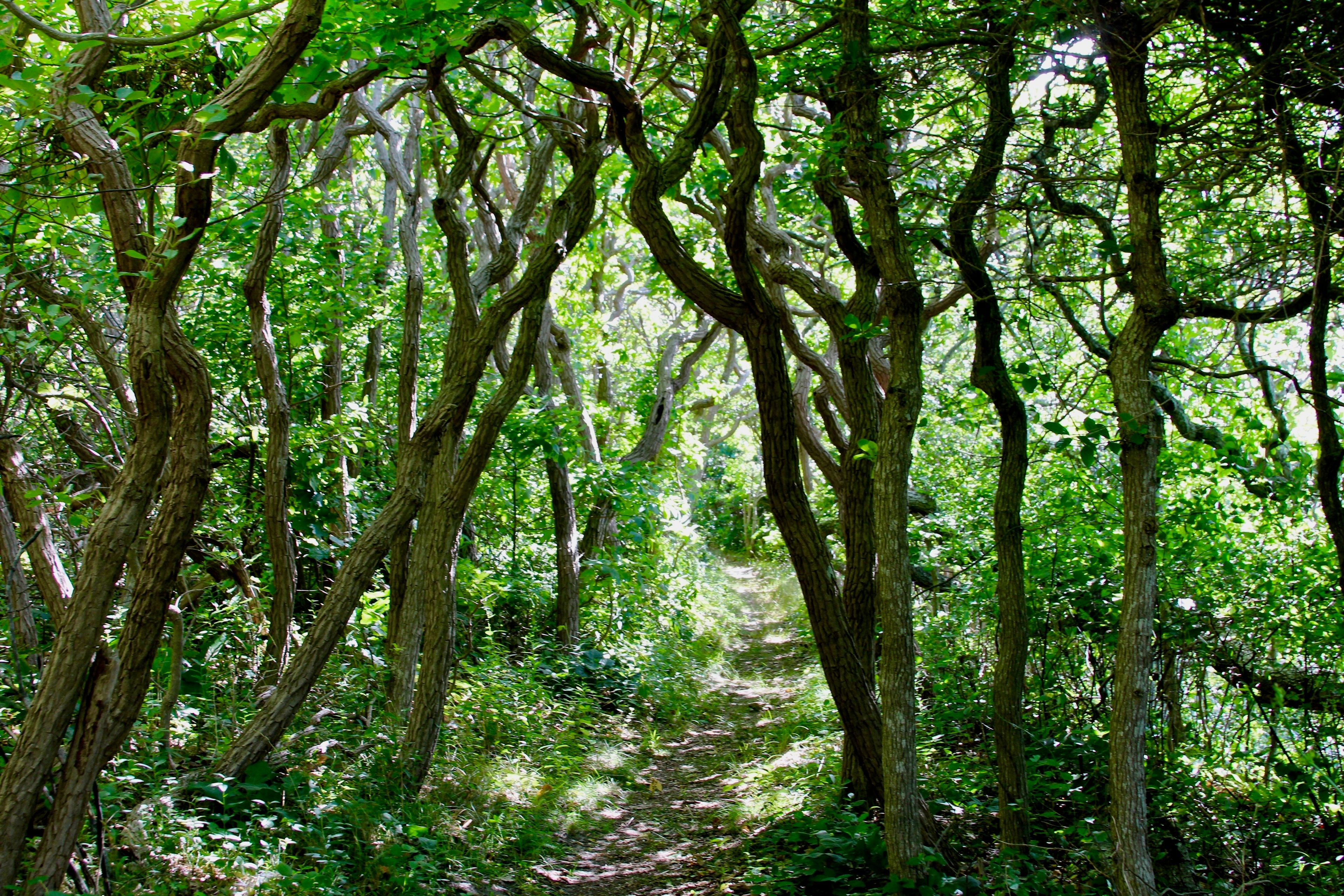 woods trail in part