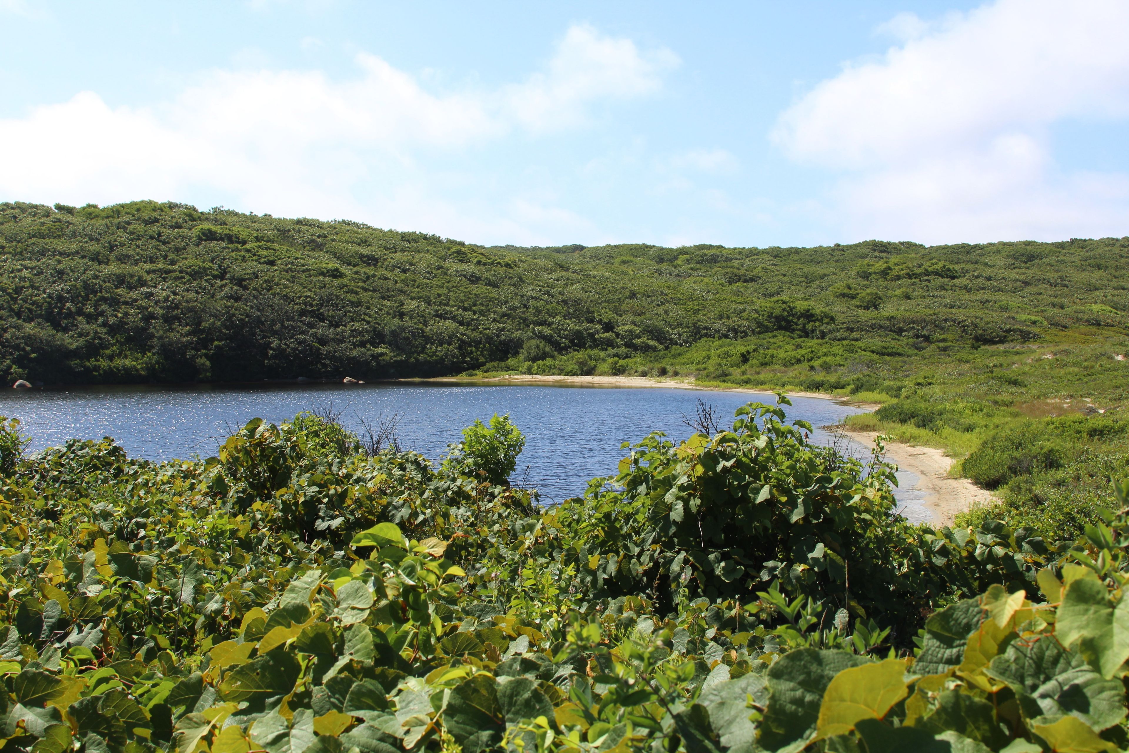 summer view of Cedar Tree Neck Pond