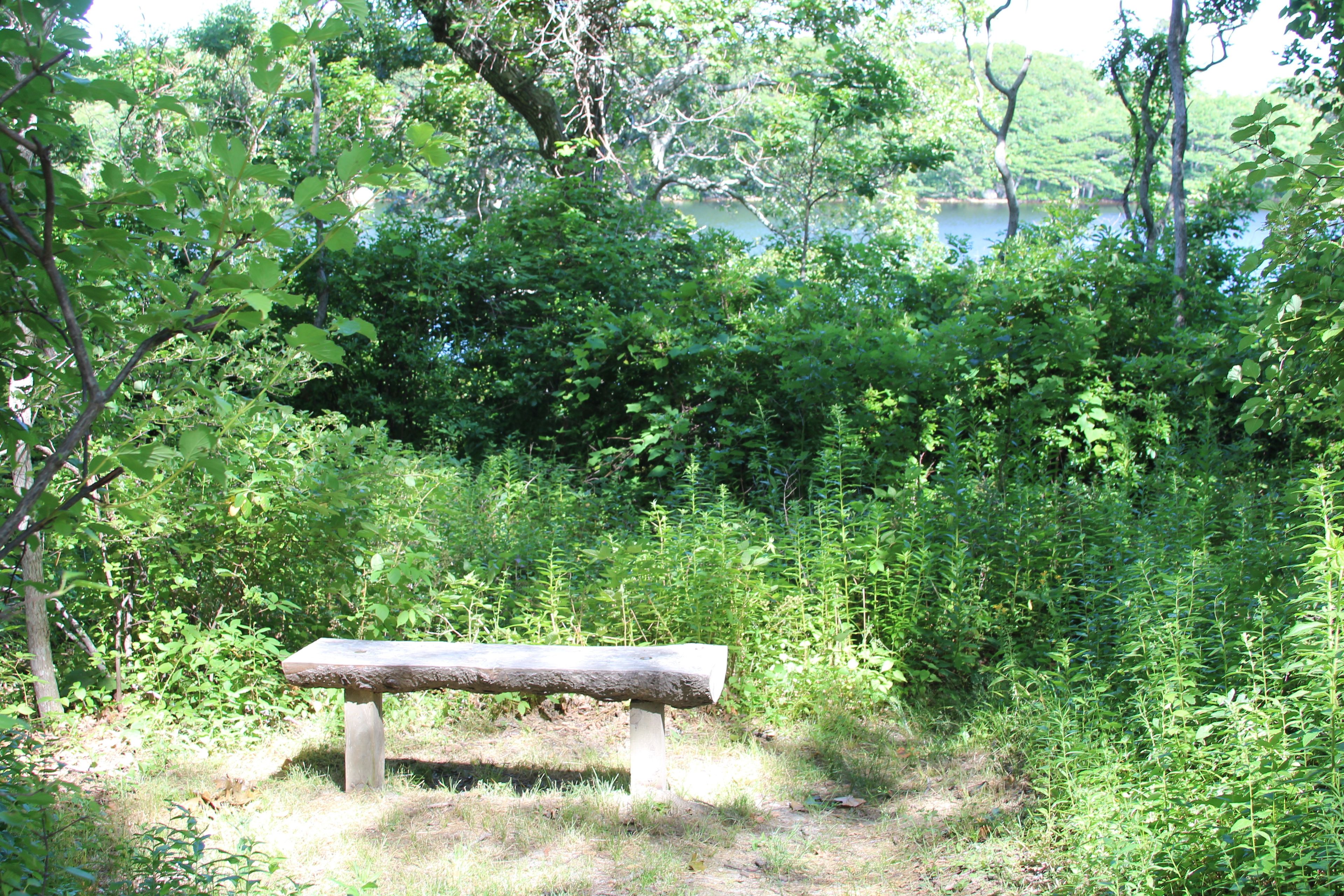 bench at pond