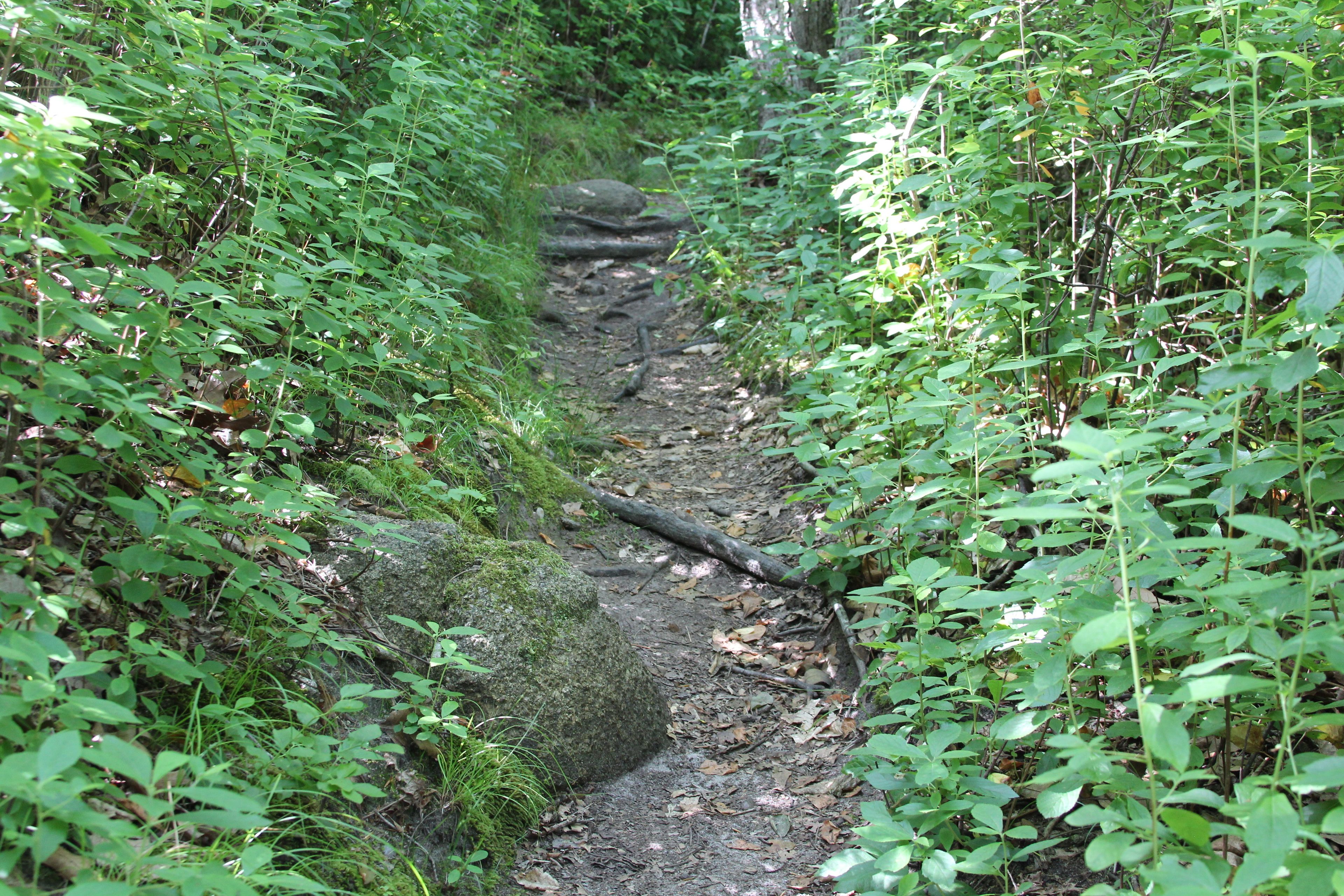 roots along trail