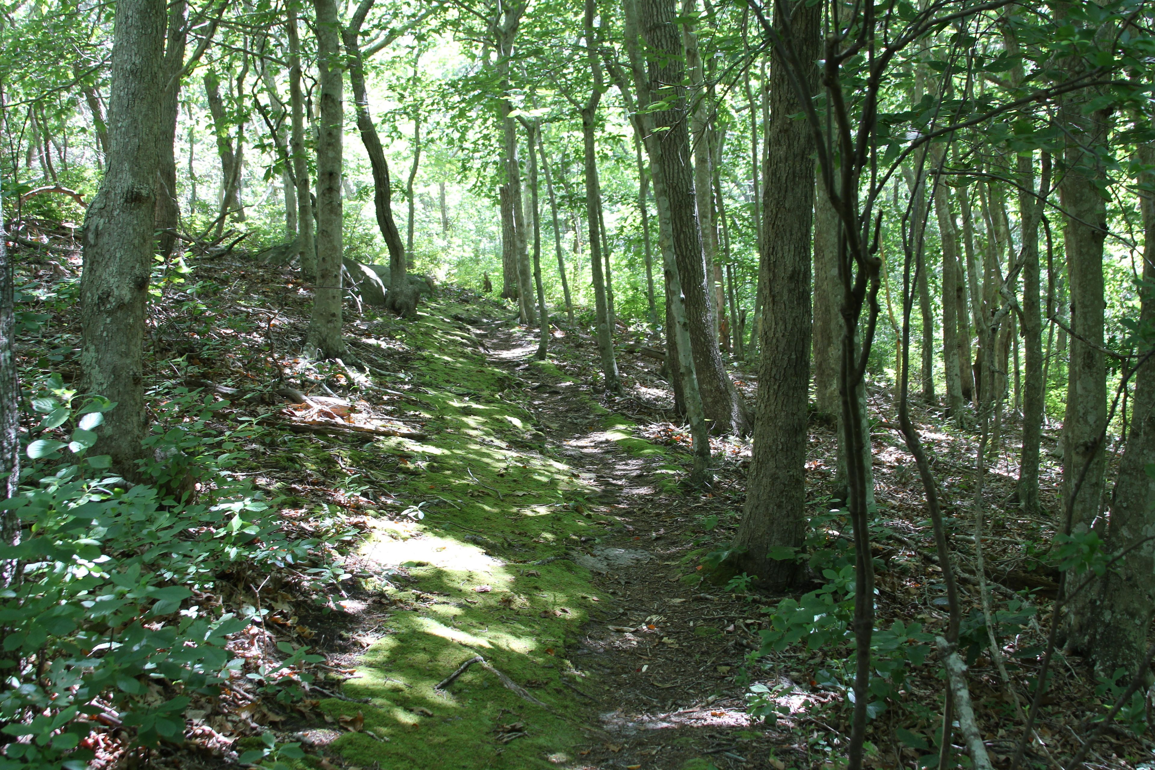 mossy trail