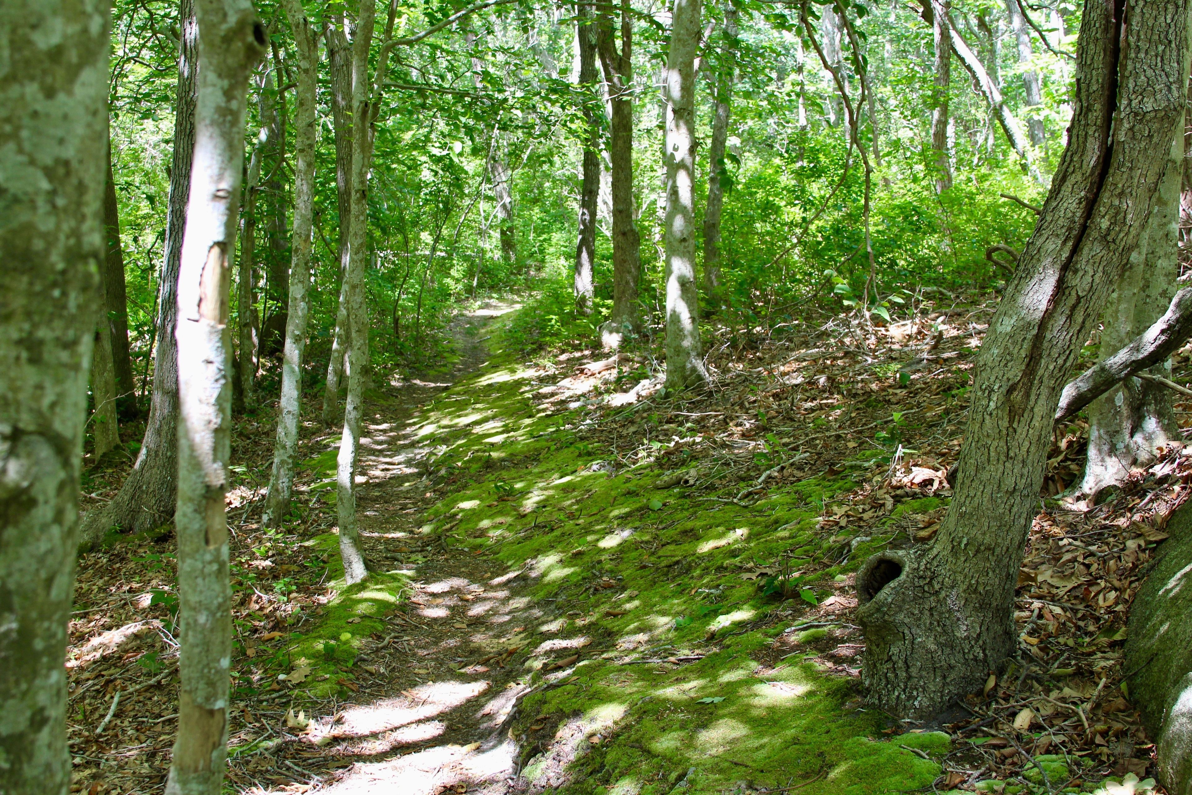 mossy trail